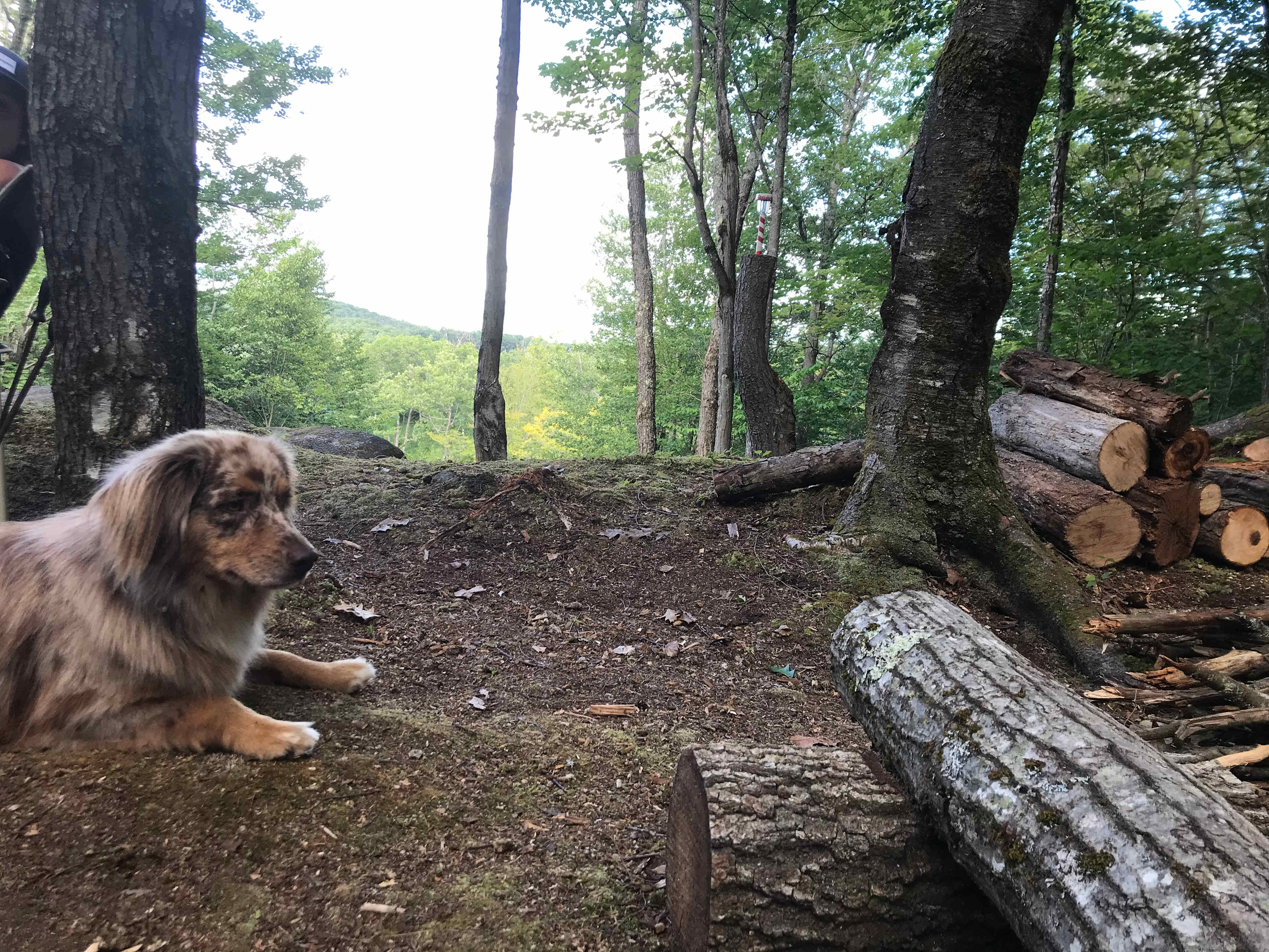 Hussey Mountain Tree Farm
