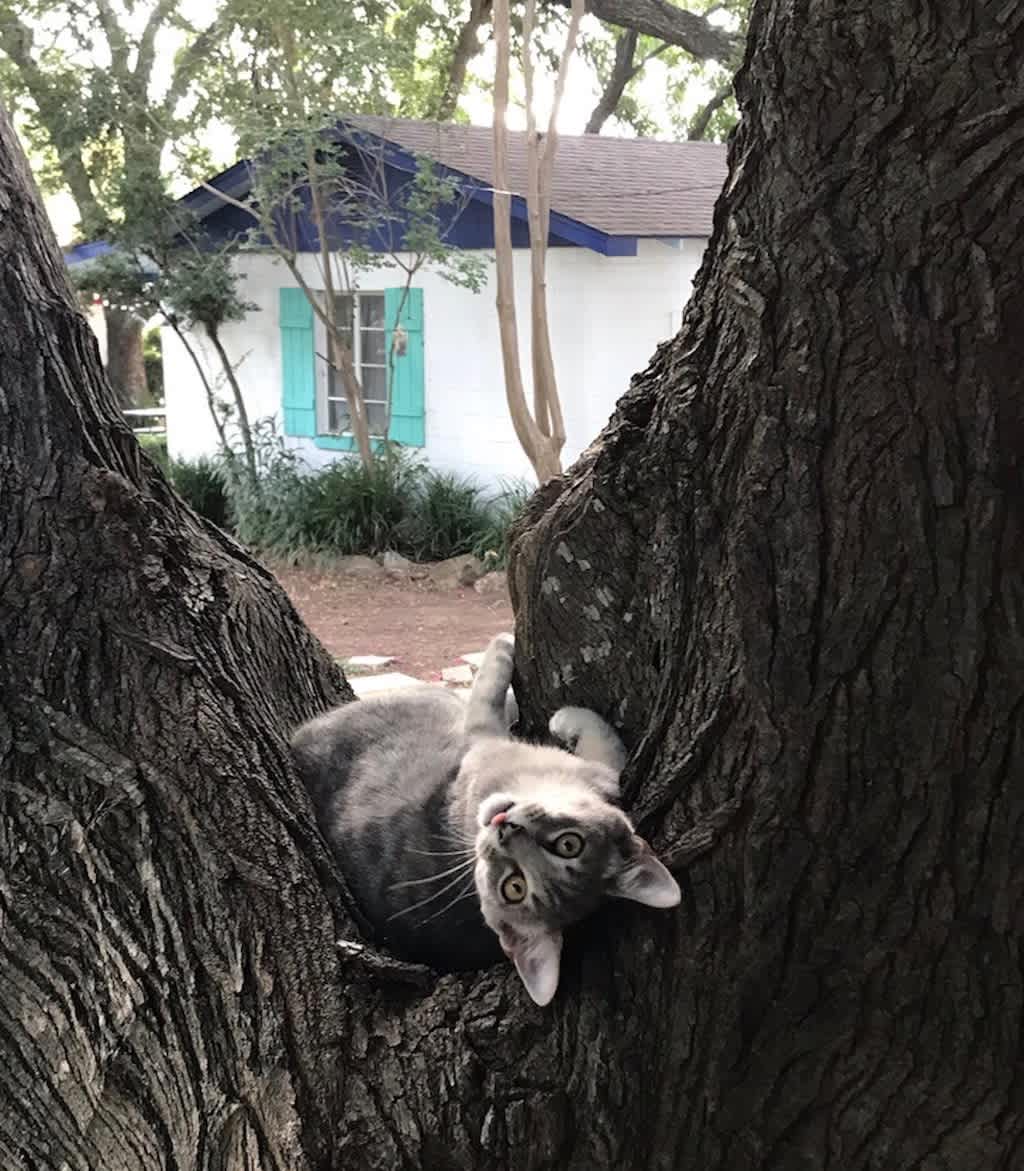 The property has a collection of lovable critters -- dogs, cats, chickens, and, soon, goats!