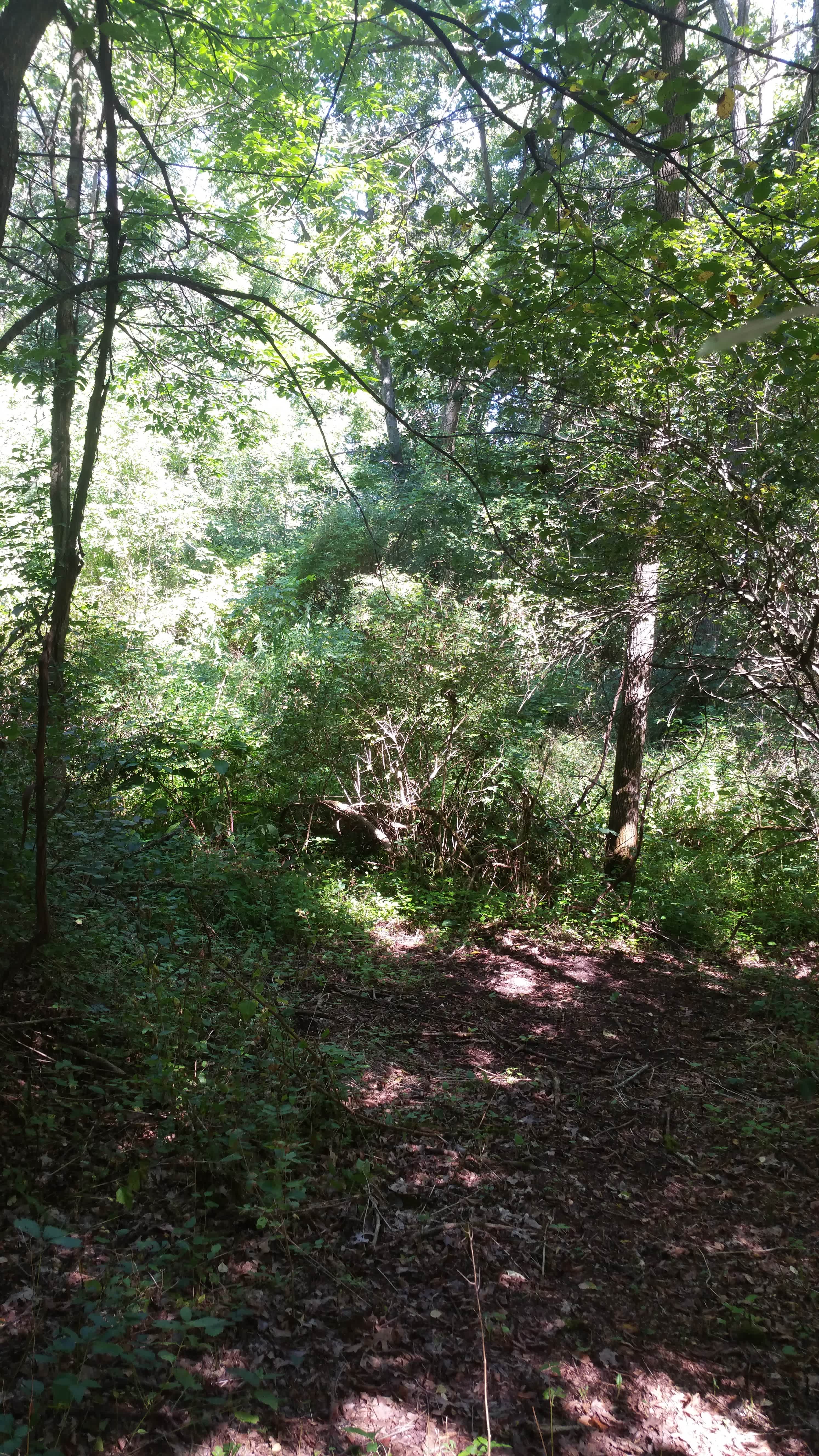 Way Back Walk In Tent Site