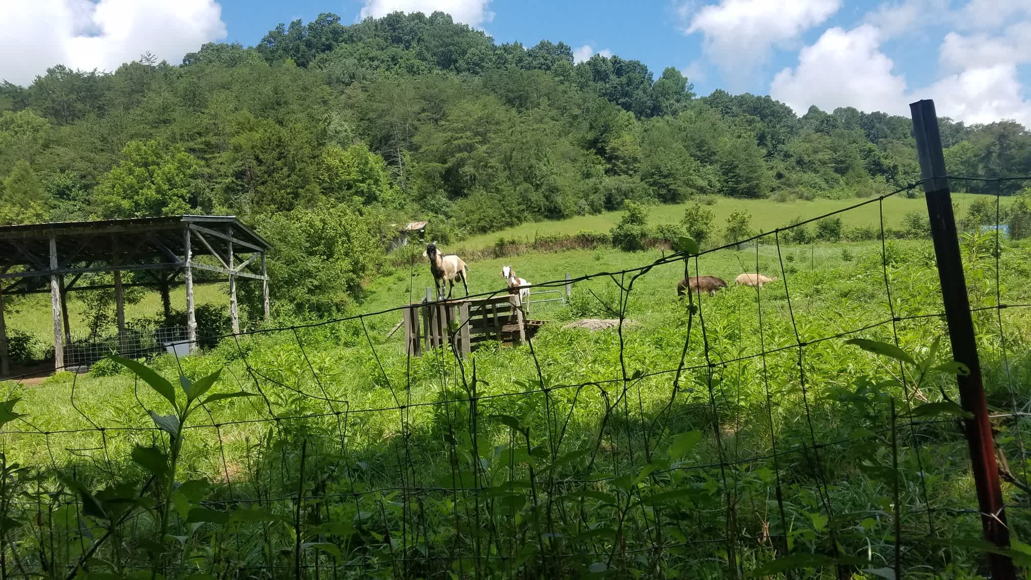 Picture of the site