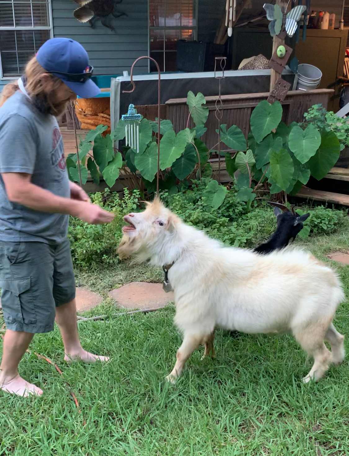 These goats love their treats!!!