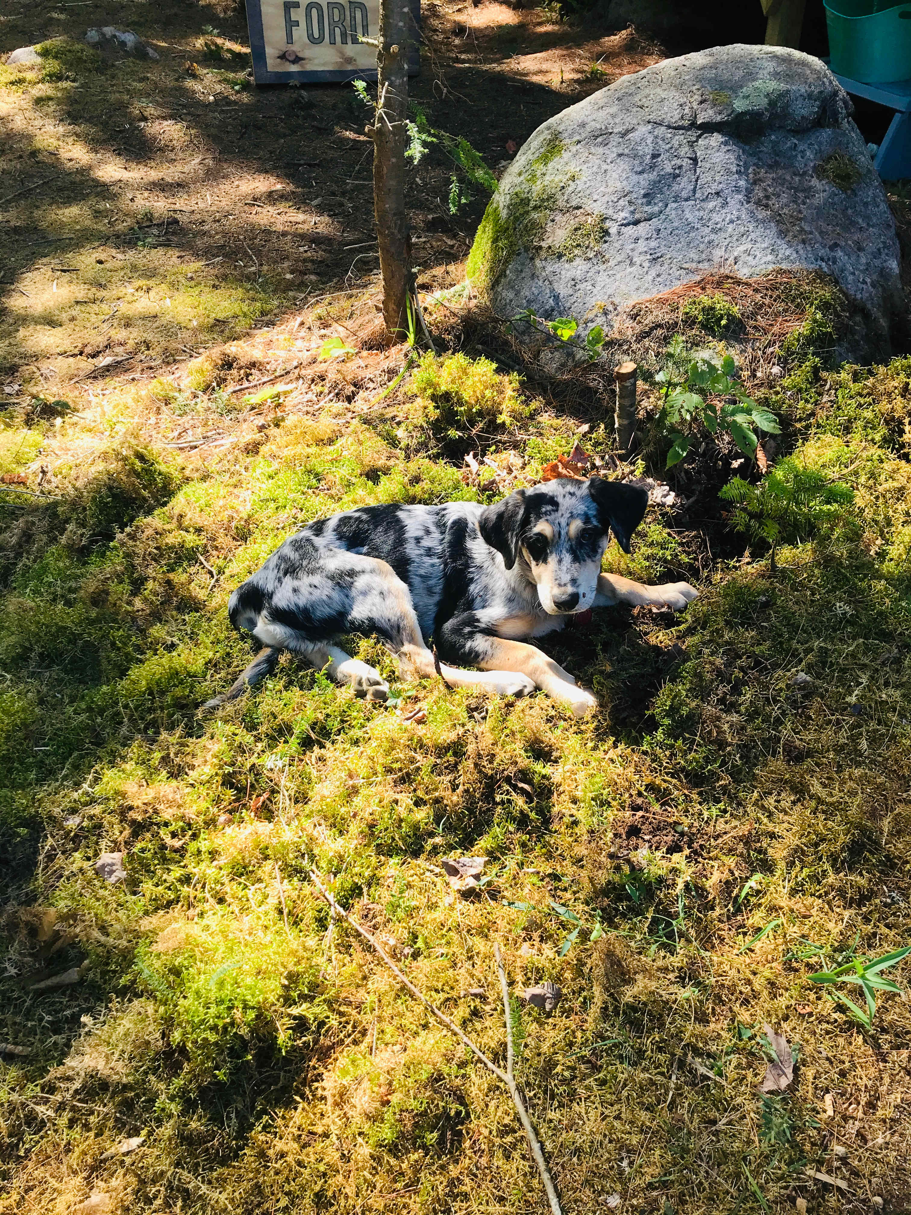Maple loves laying in the moss. 