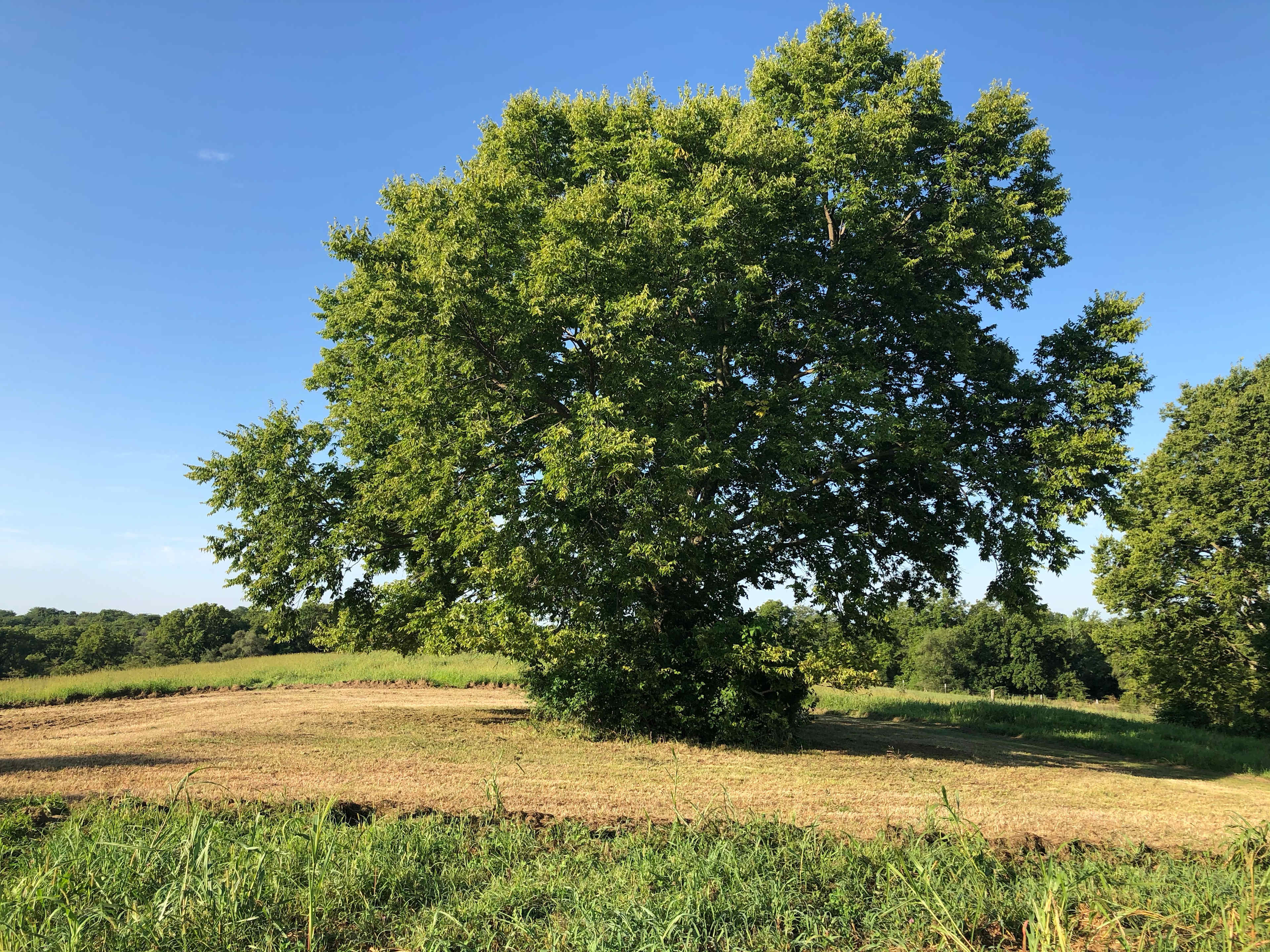 Campsite elm tree overlooking grounds