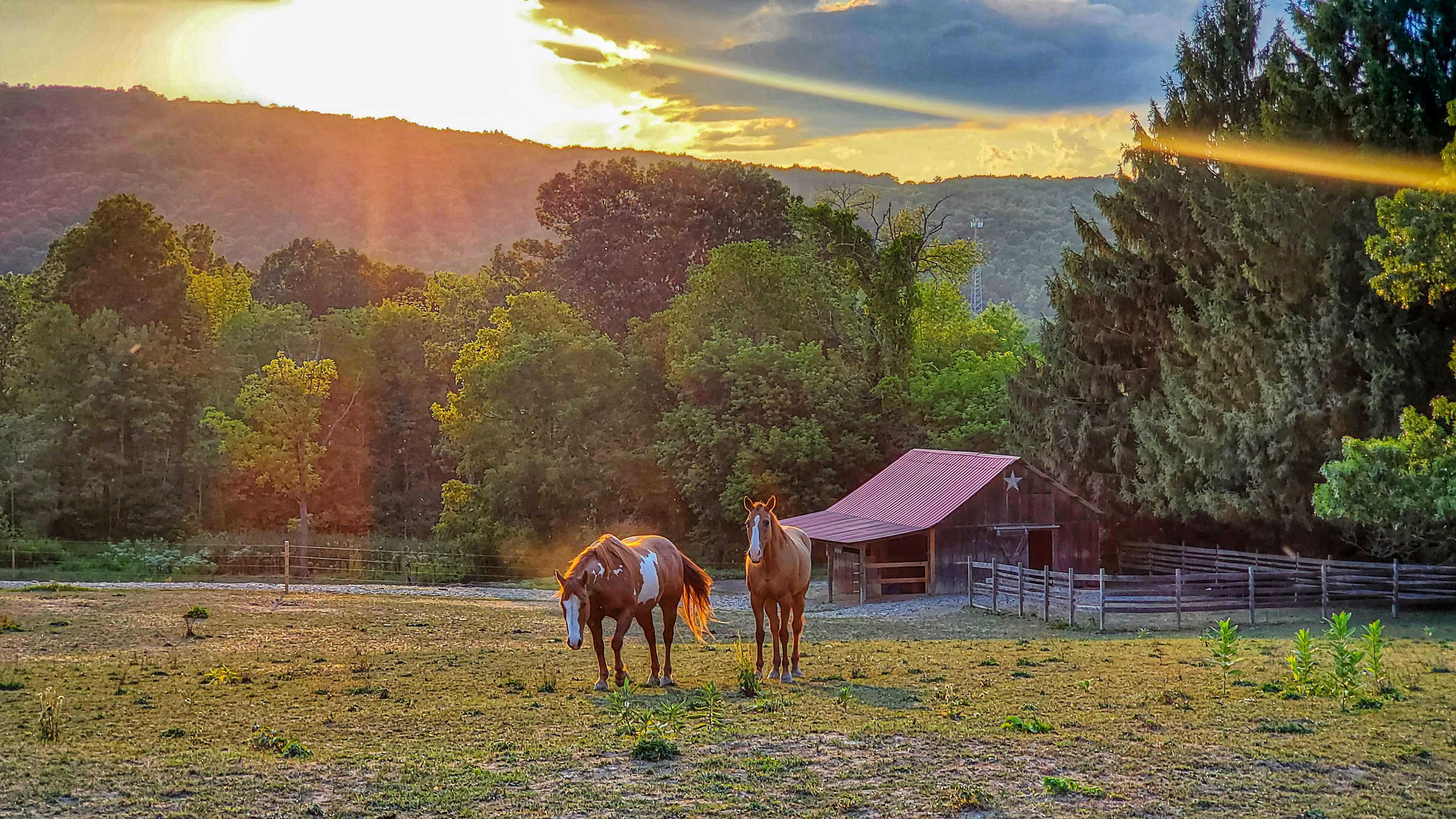 The sweetest horses ever