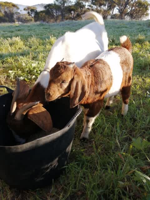 new addition mum and baby goat