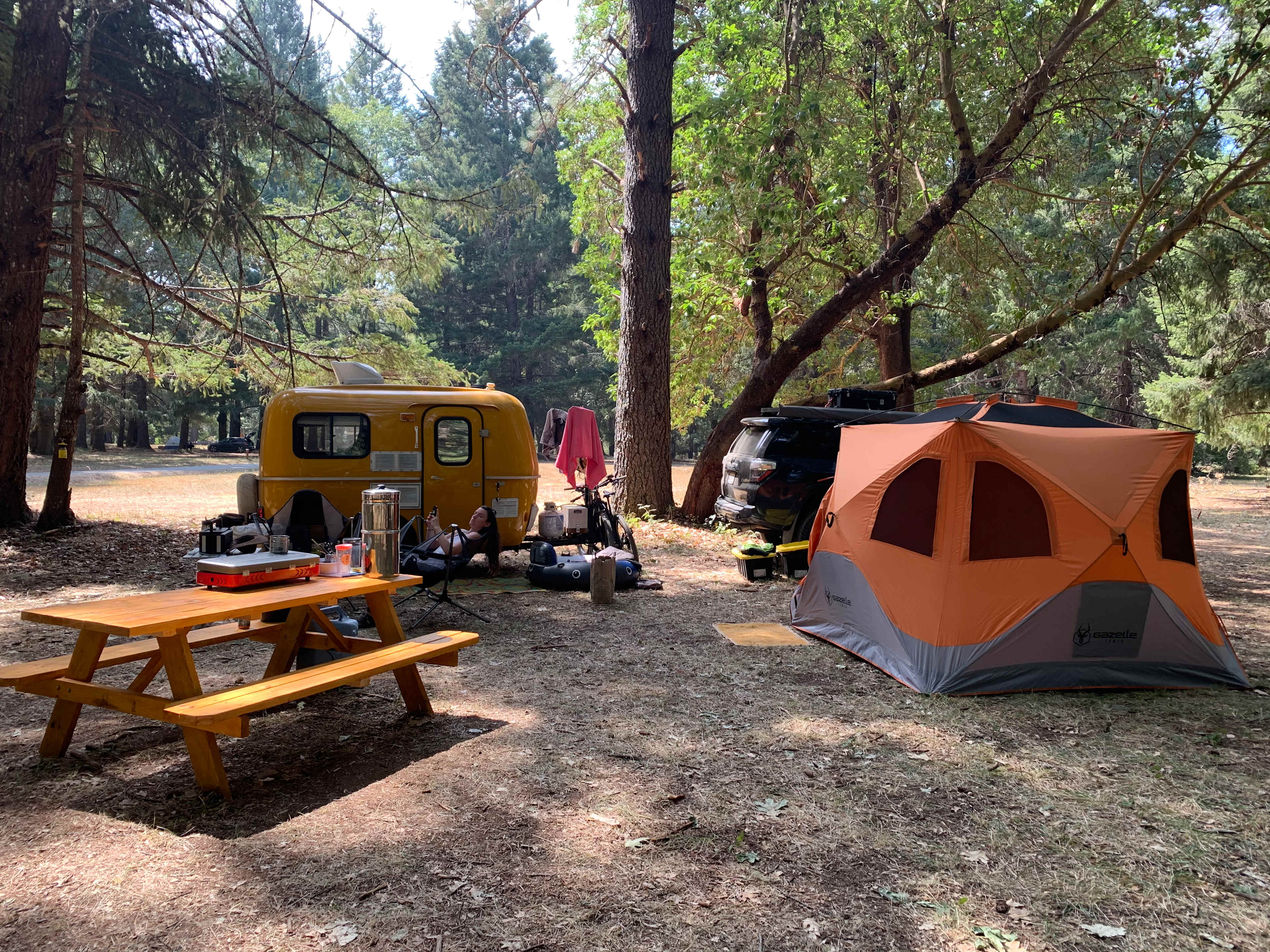 Cedar Bloom