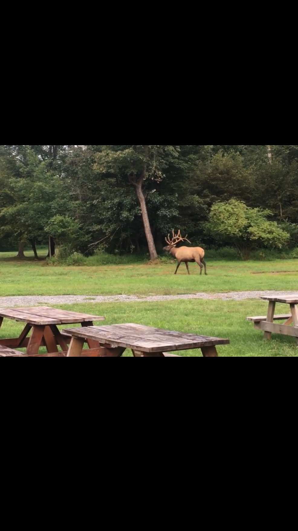 Listen to big bull elks bugling in the fall