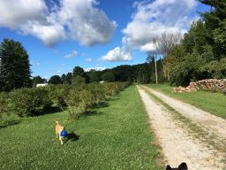 Picture of the site