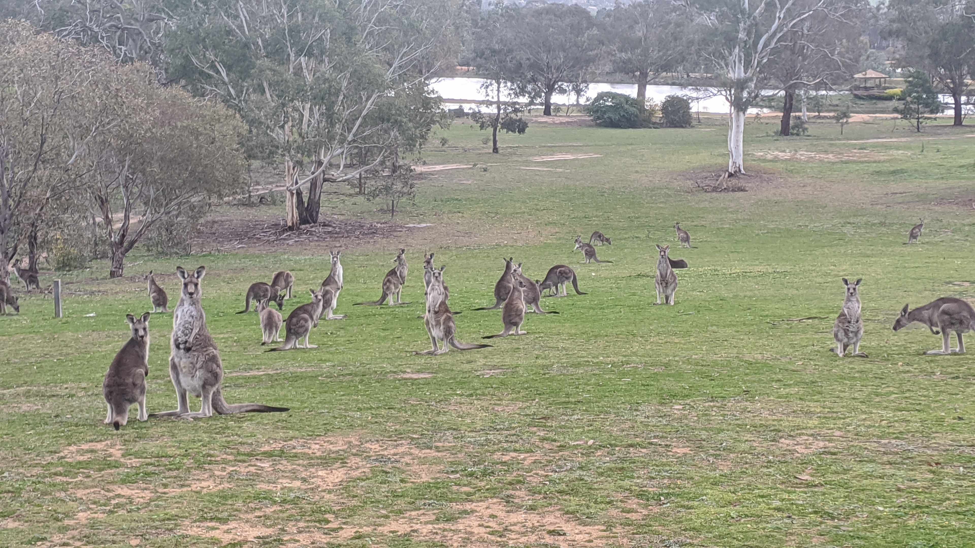 Goolabri Estate