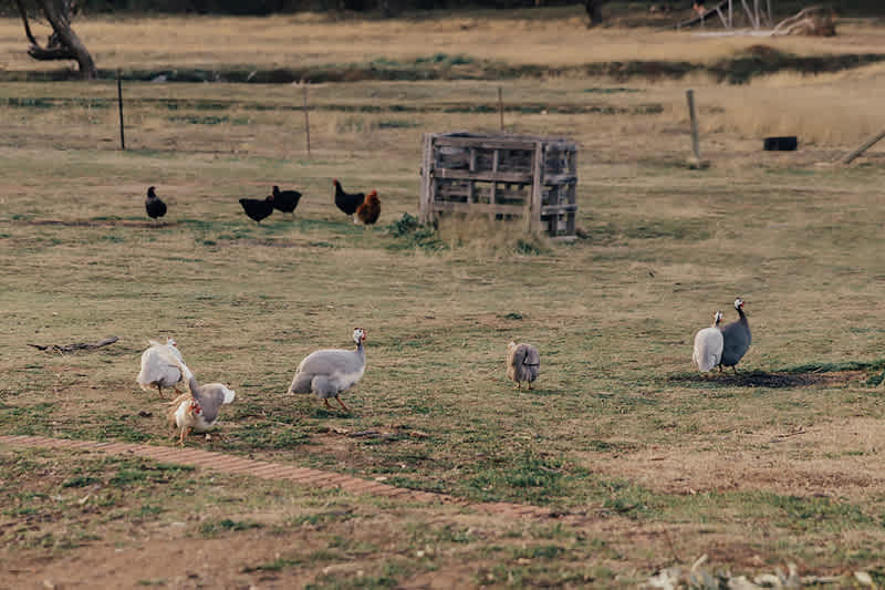 Guinea fowl roaming the property