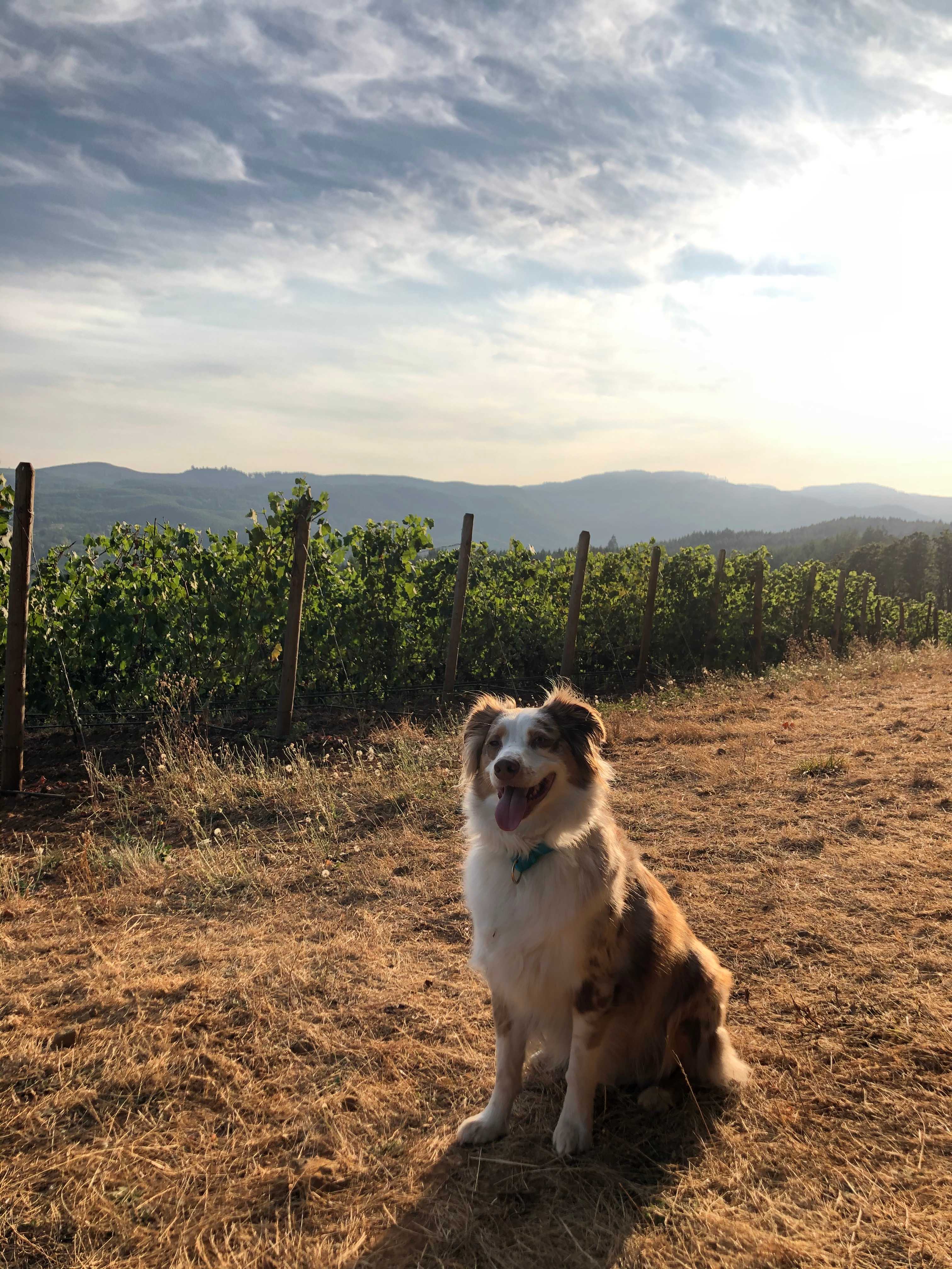 Old Wagon Road Vineyard