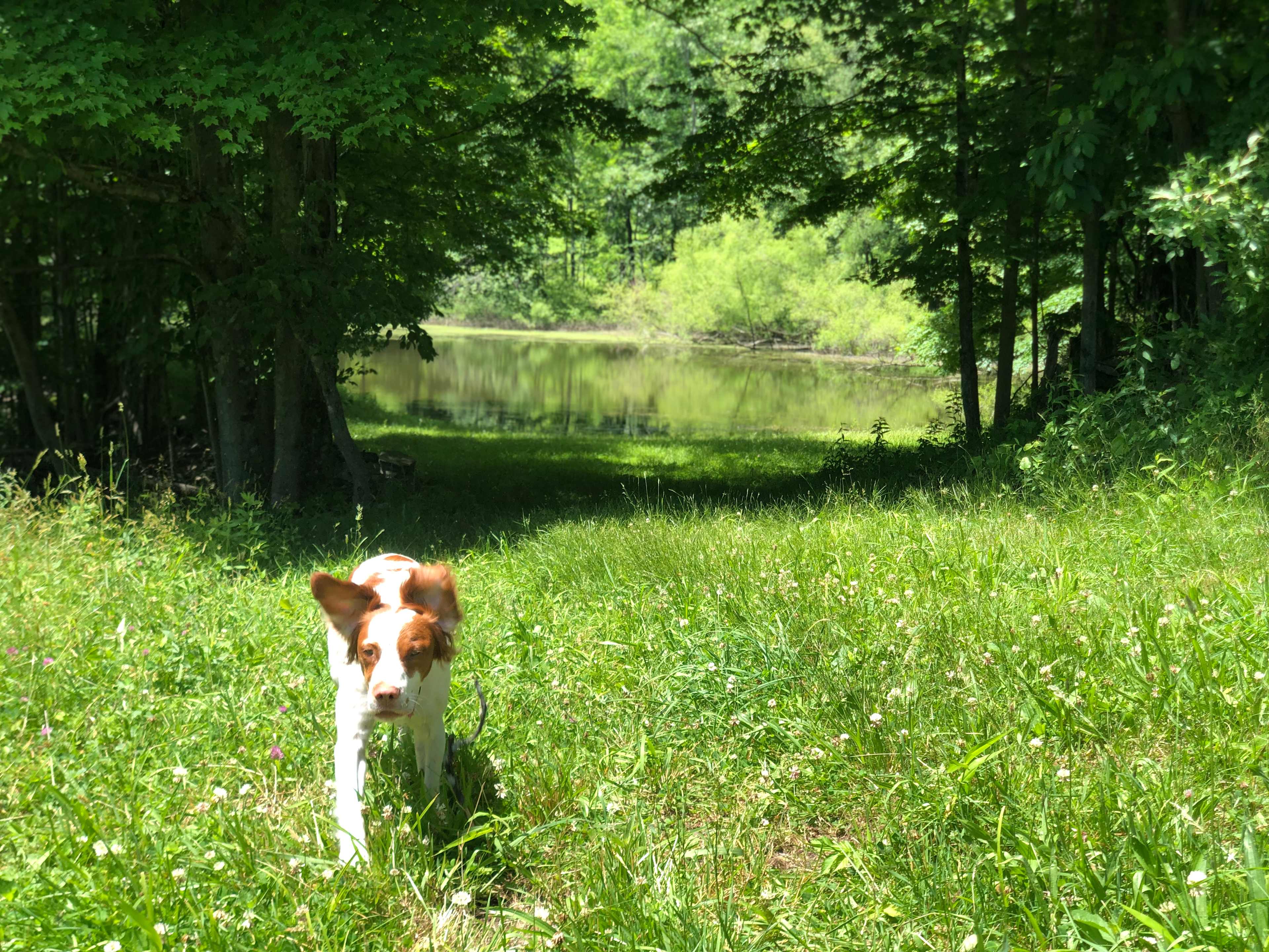 The lake on our property 