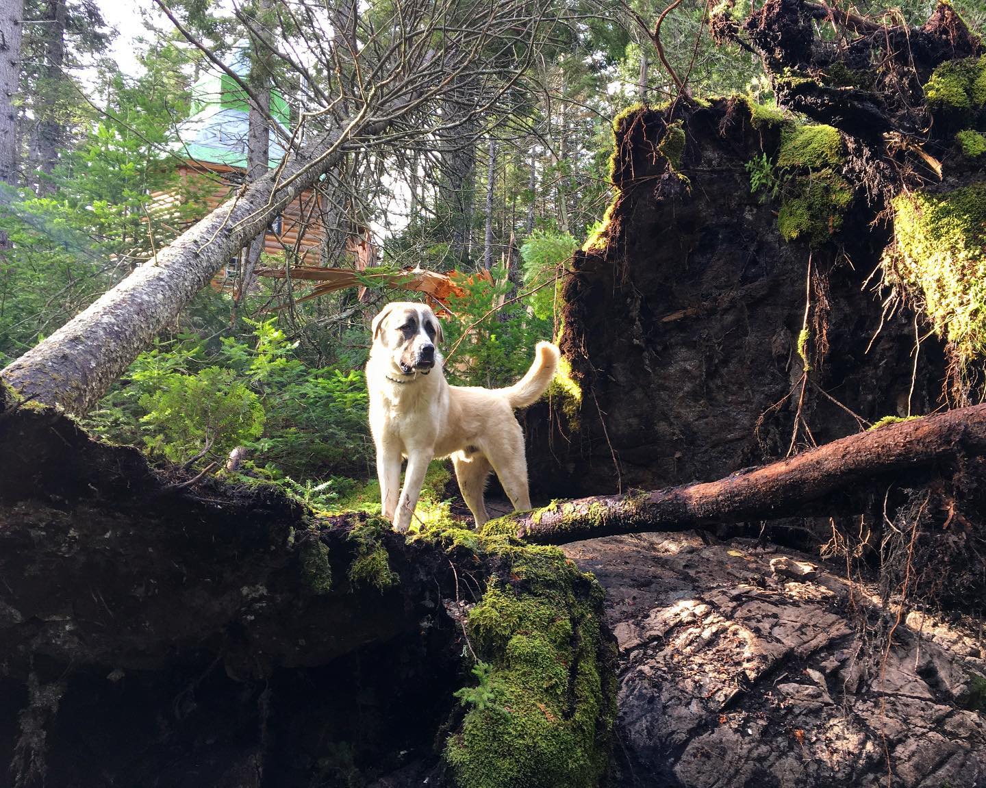 Cedar, Misfit Farm's Livestock Guardian Dog