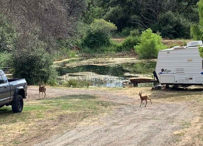 Visitors/ Camp site
