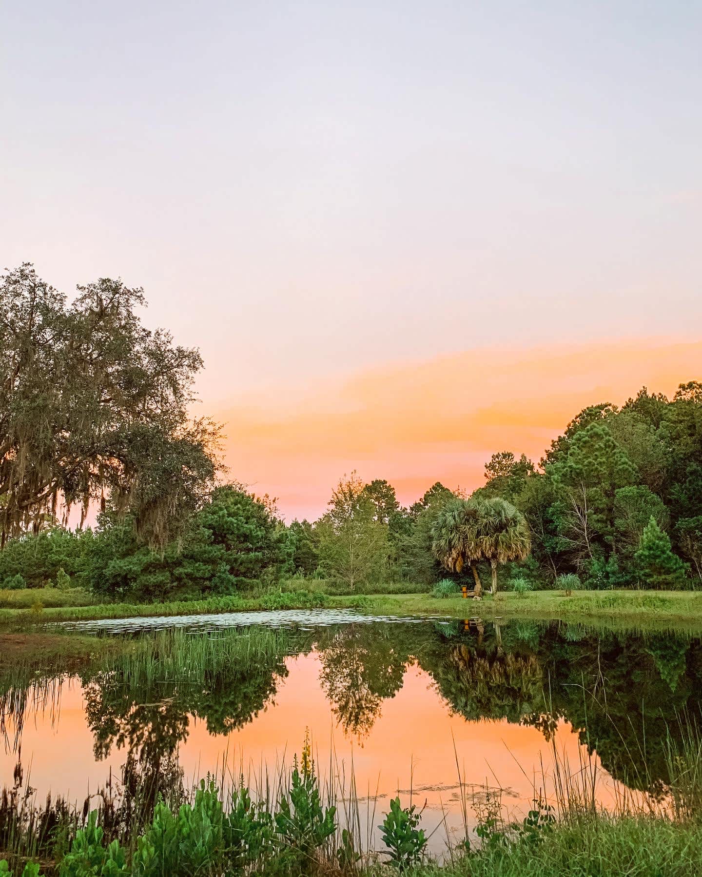 Wildflower Pond and Woodlands
