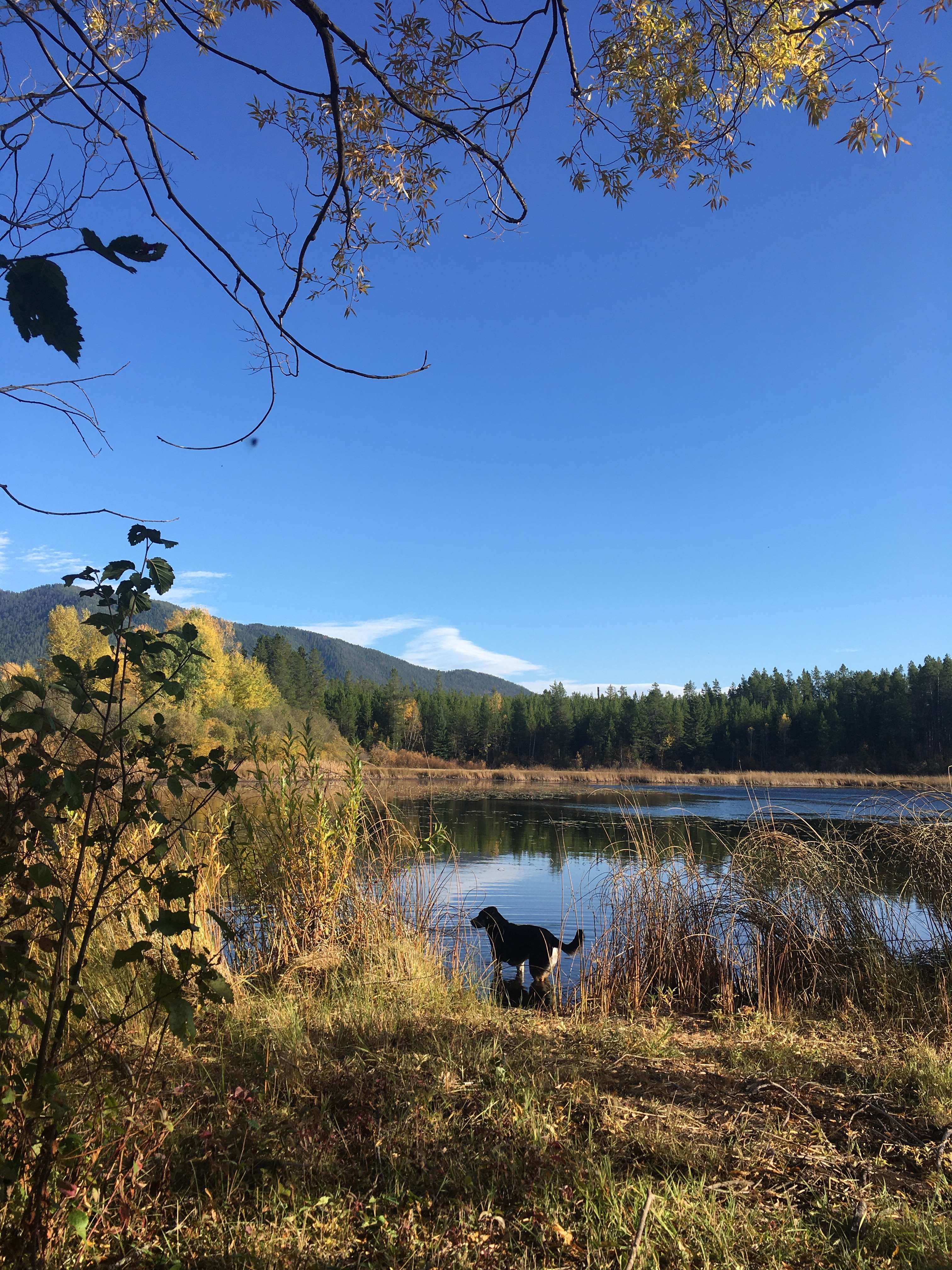 Pup at the pond