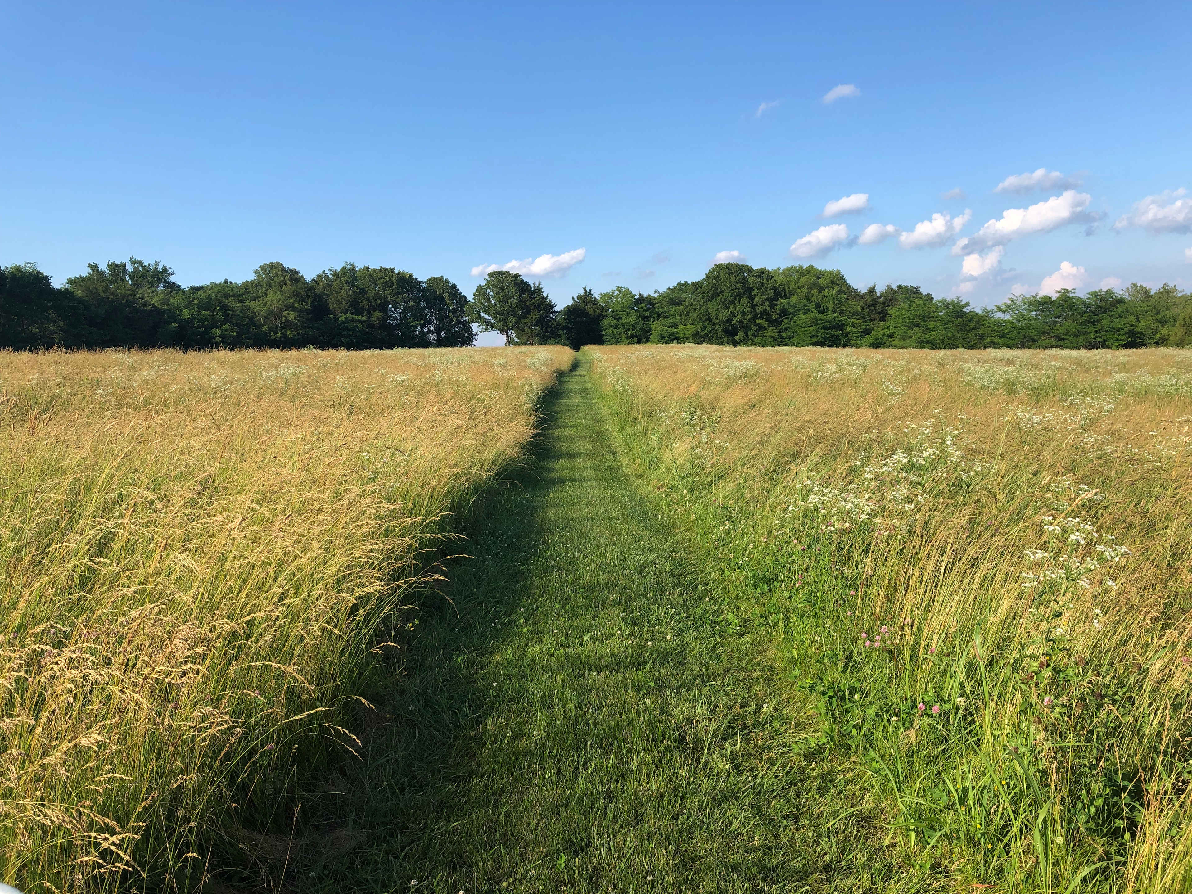 Trail from Campsites to pond.