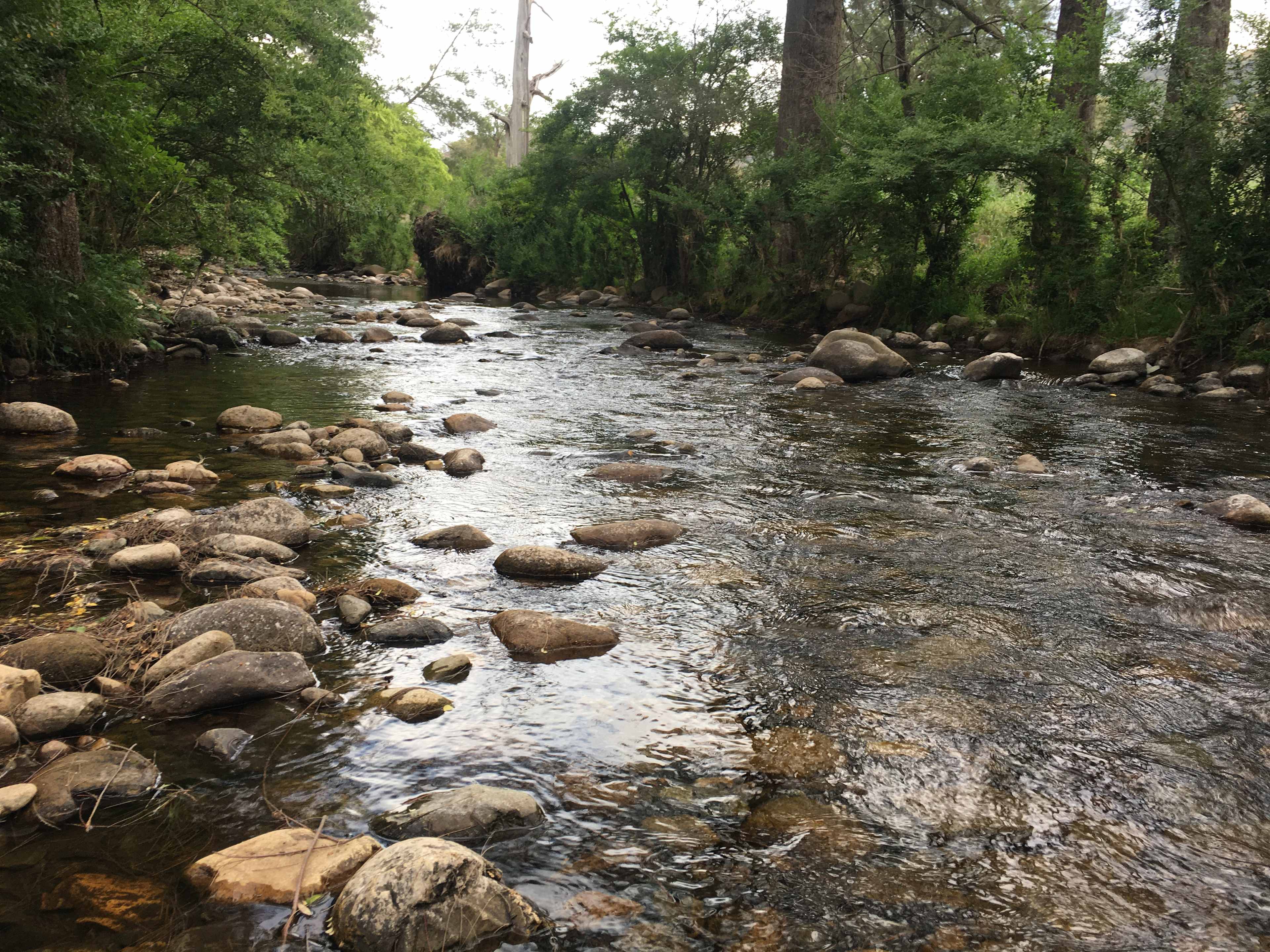 Omadale Brook, Barrington Tops