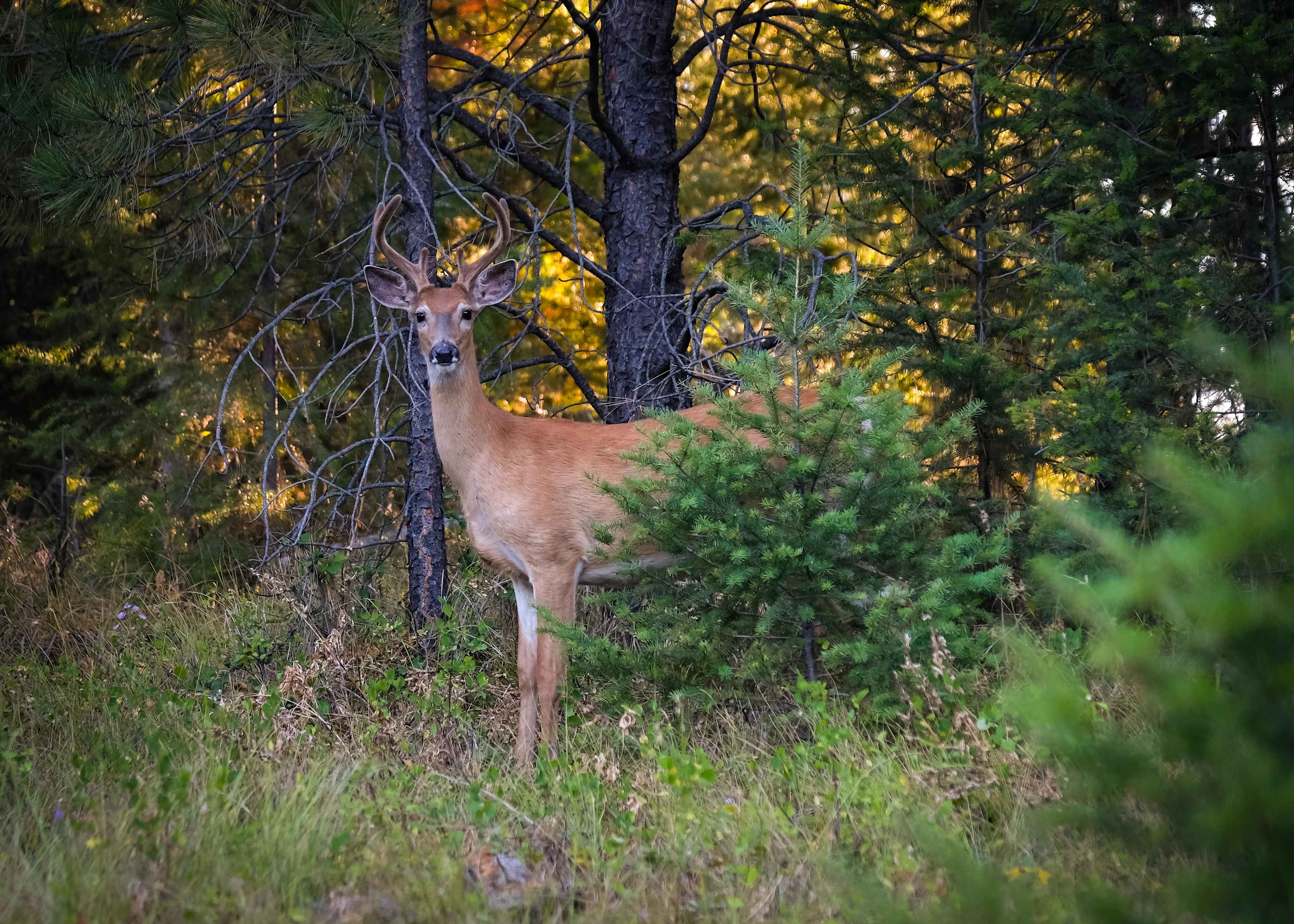 A regular sighting right here on the property