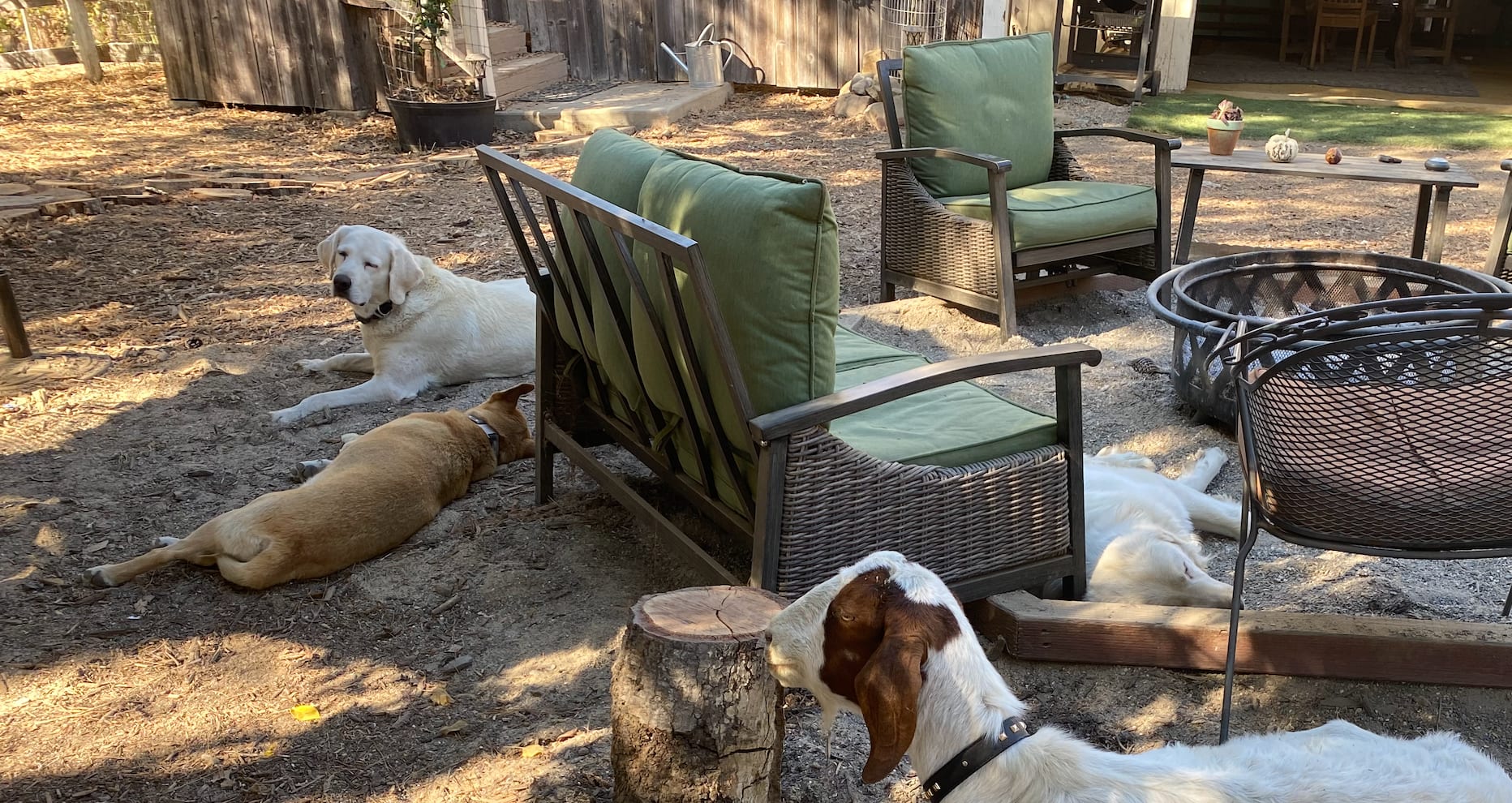 Our new goat "Furiosa" thinks she's a dog!