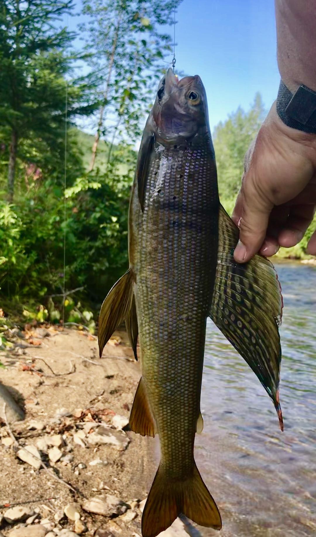 Beautiful Arctic Grayling