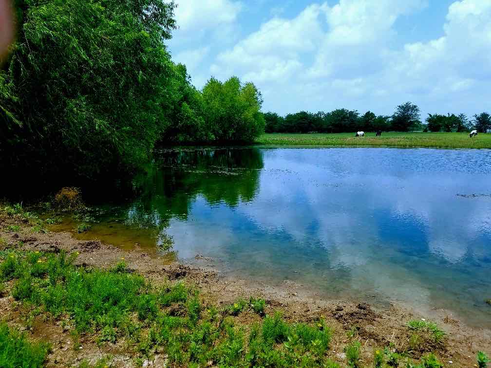 The Largest of 4 Ponds