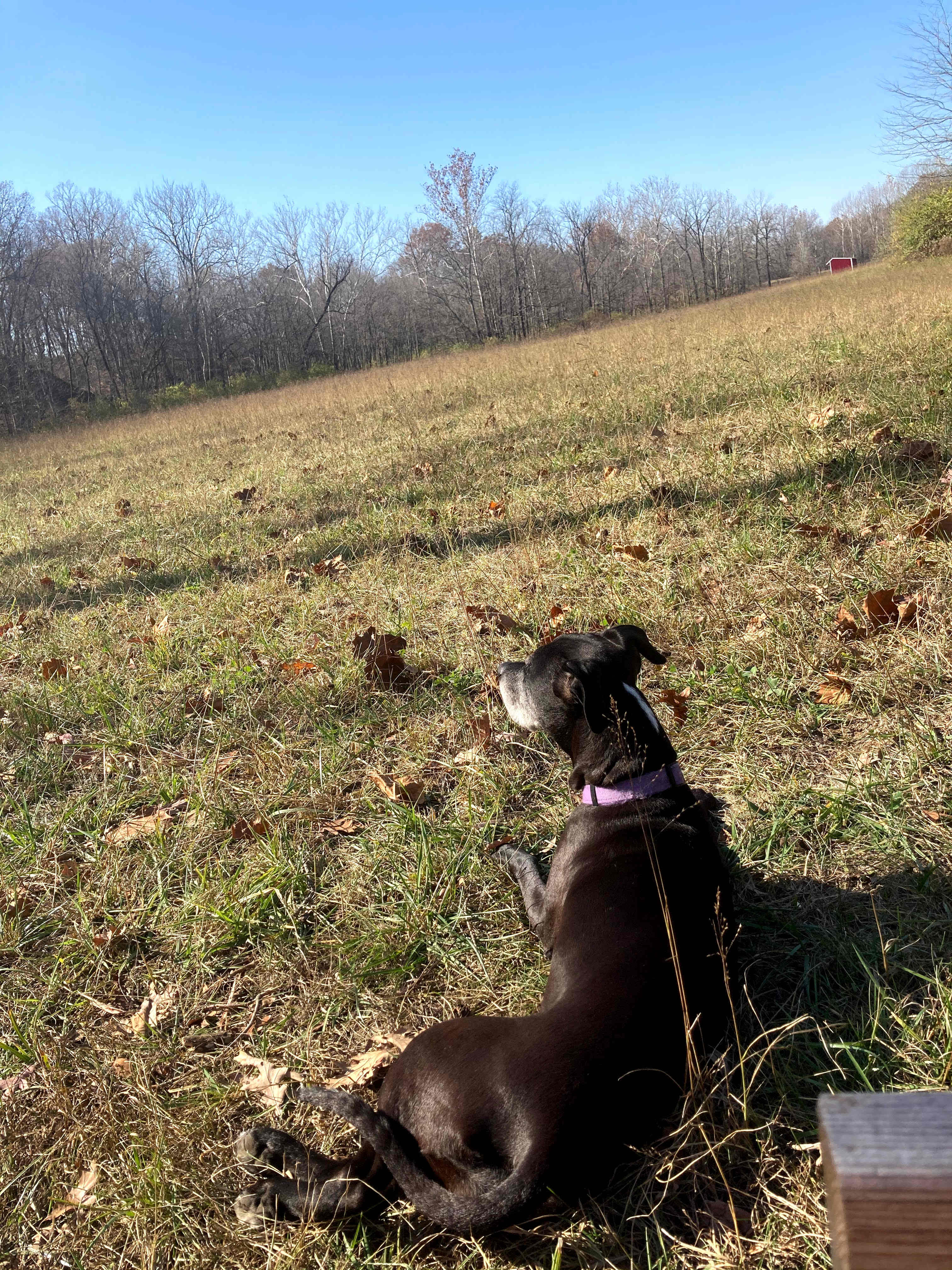 Pup-camper enjoying the open space