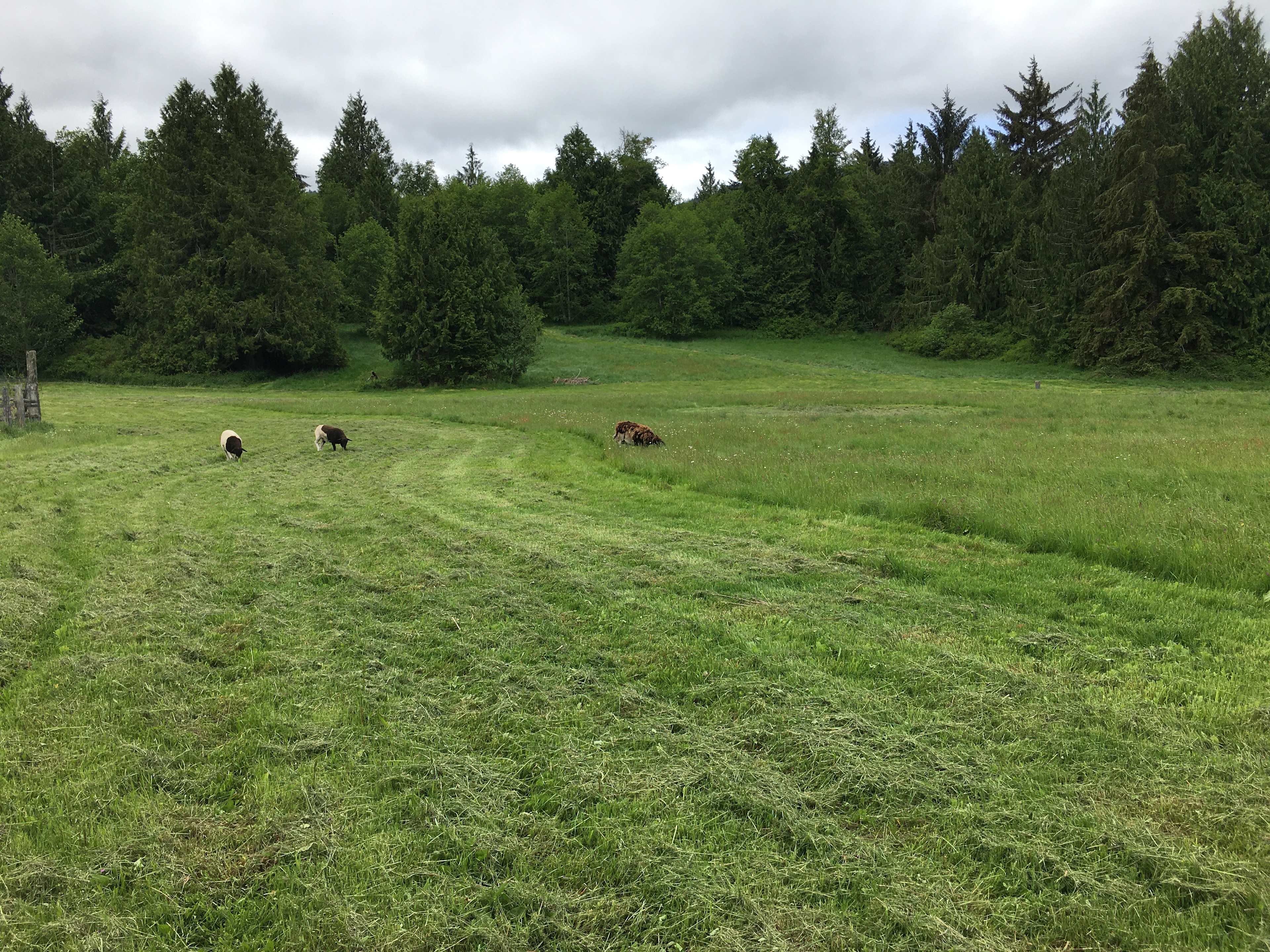 High Hopes Farm