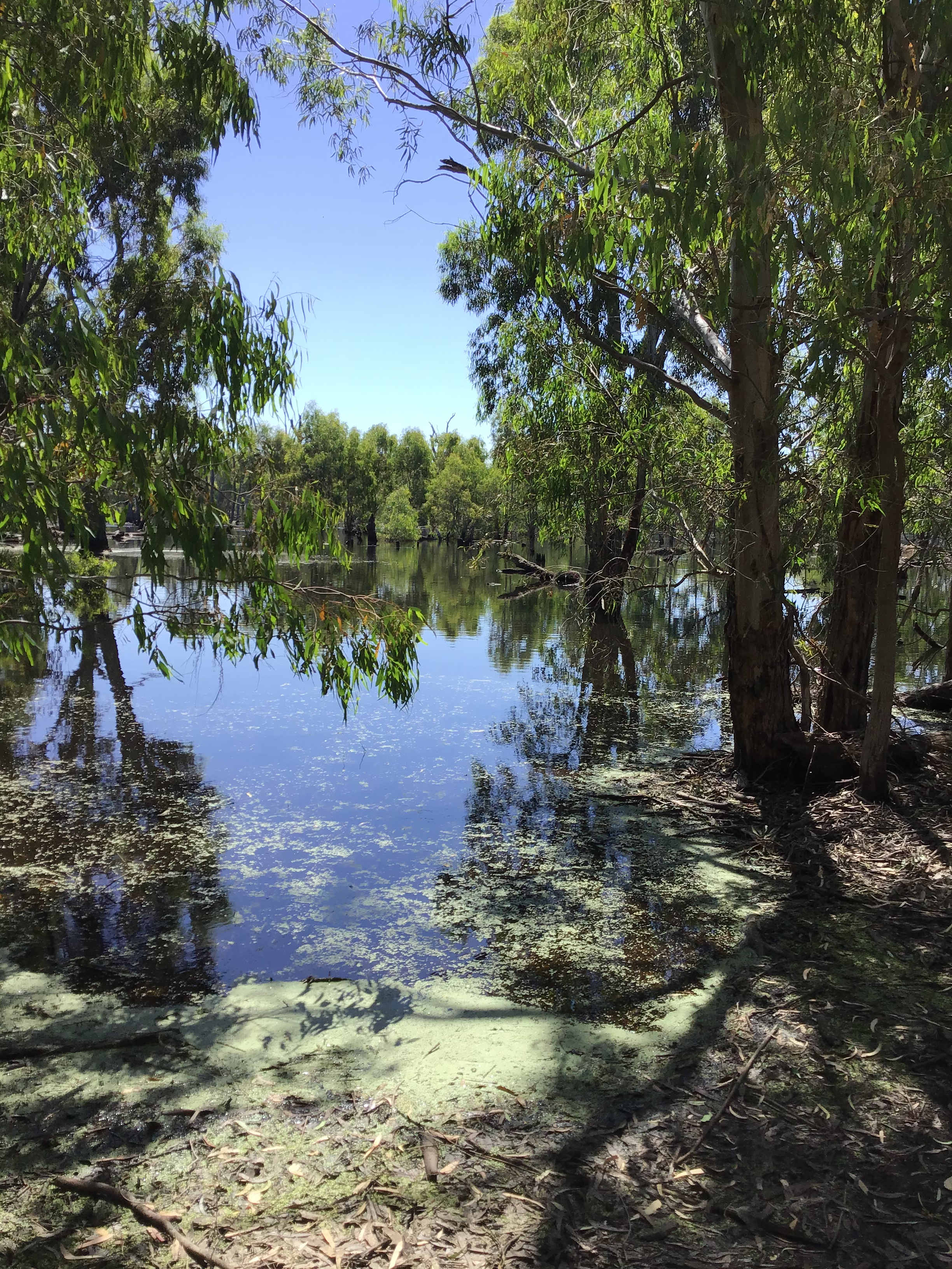 Sandalwoods by the lagoon