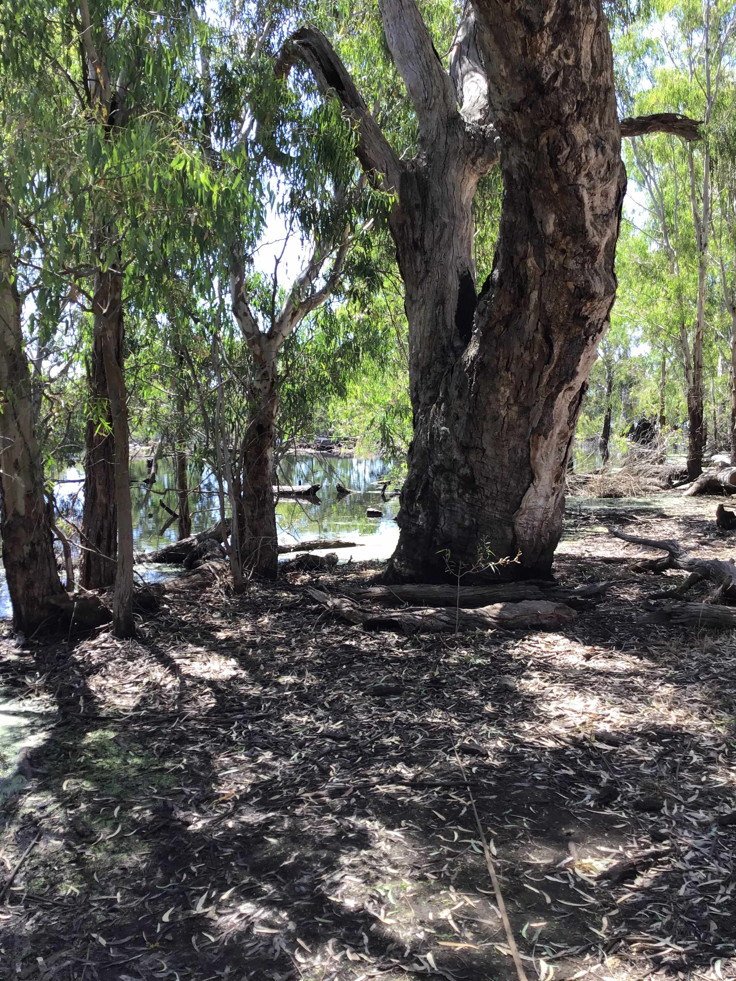 Sandalwoods by the lagoon