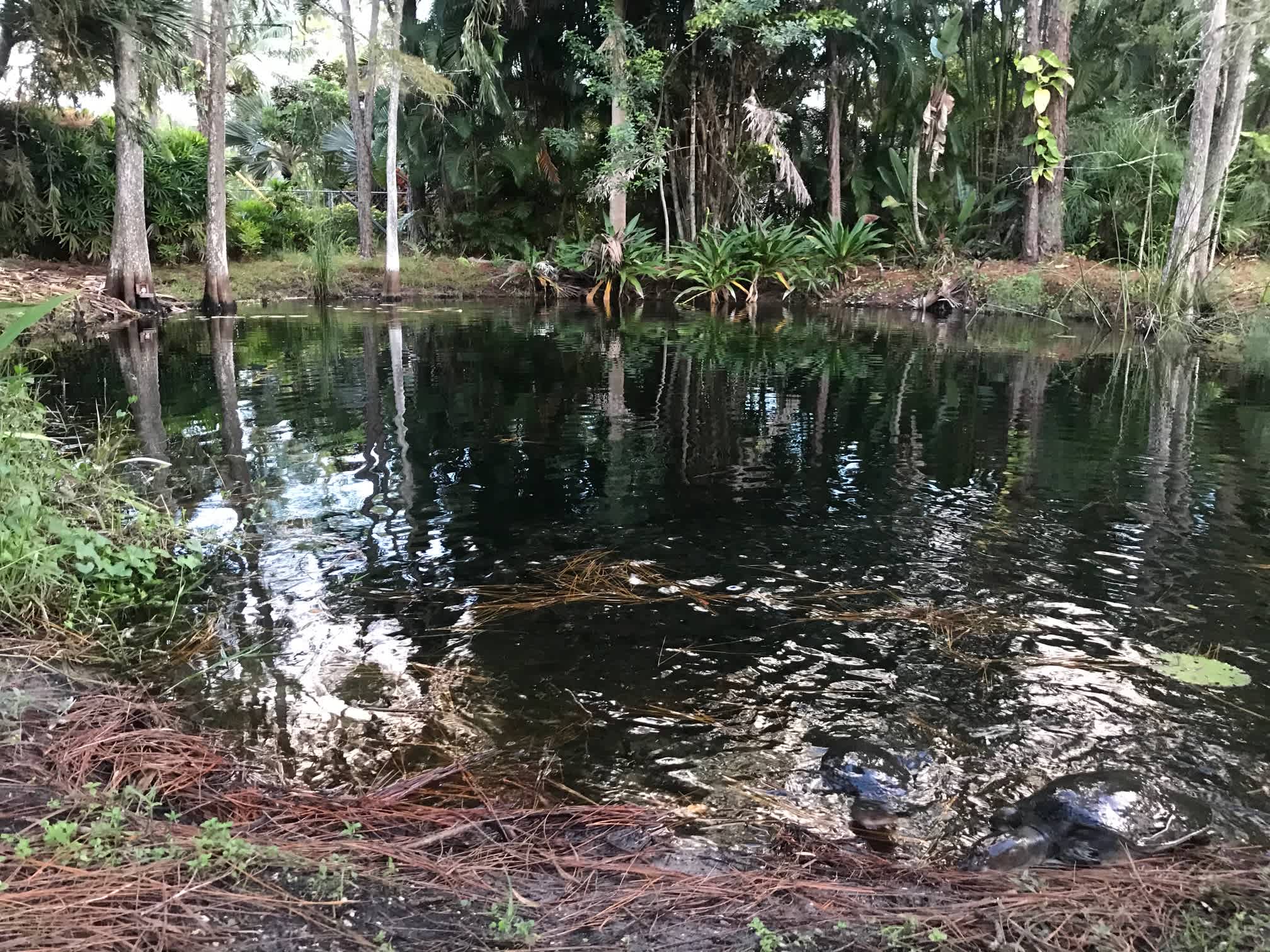 LOTS OF TURTLES AND FISH LOOKING TO SAY HELLO