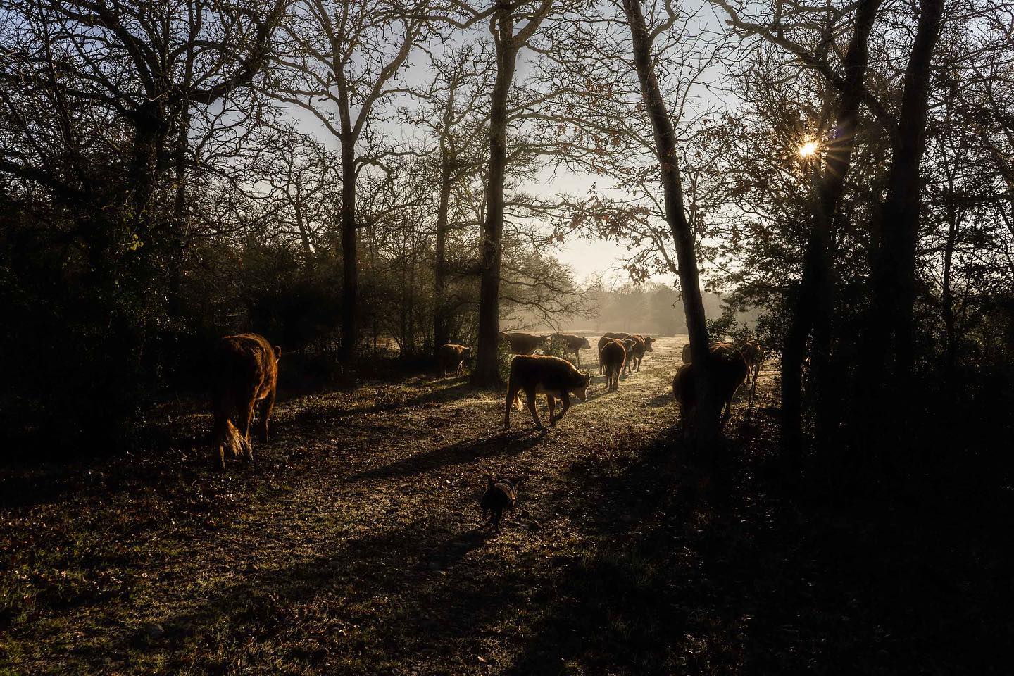 Starlove Ranch & Animal Sanctuary