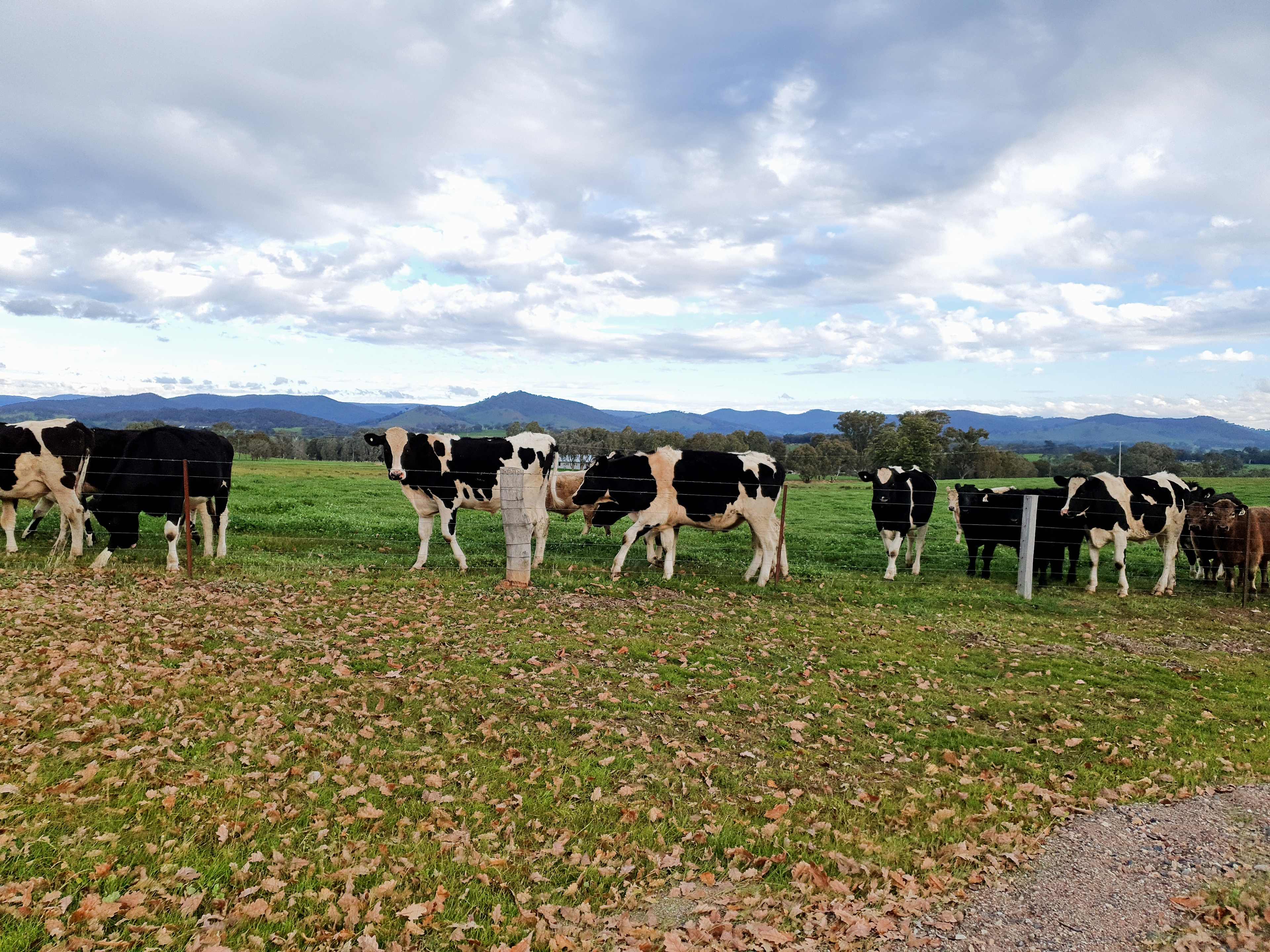 Molyullah Farm