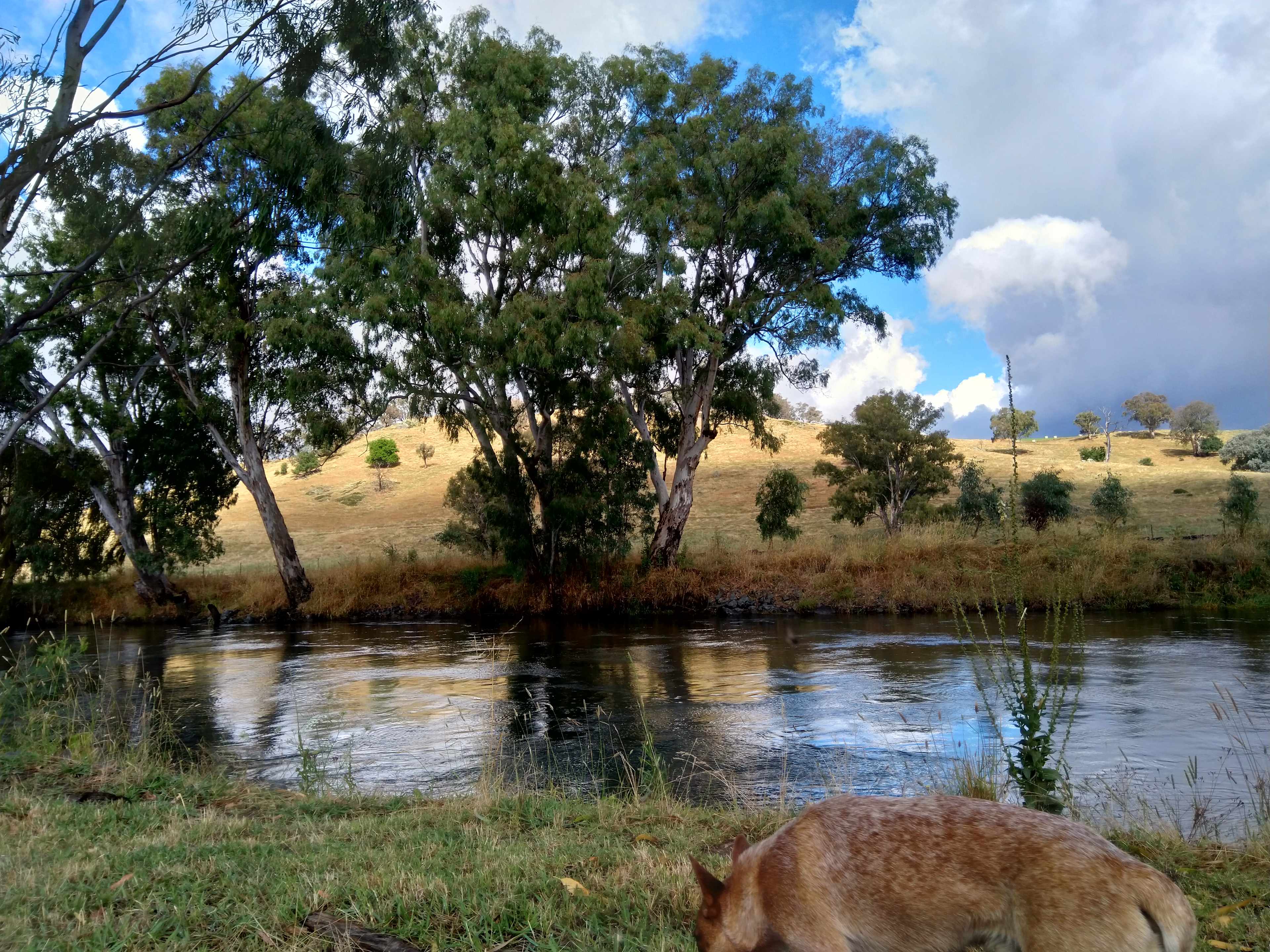 Bring your furry friend for a break from the hustle and bustle. 