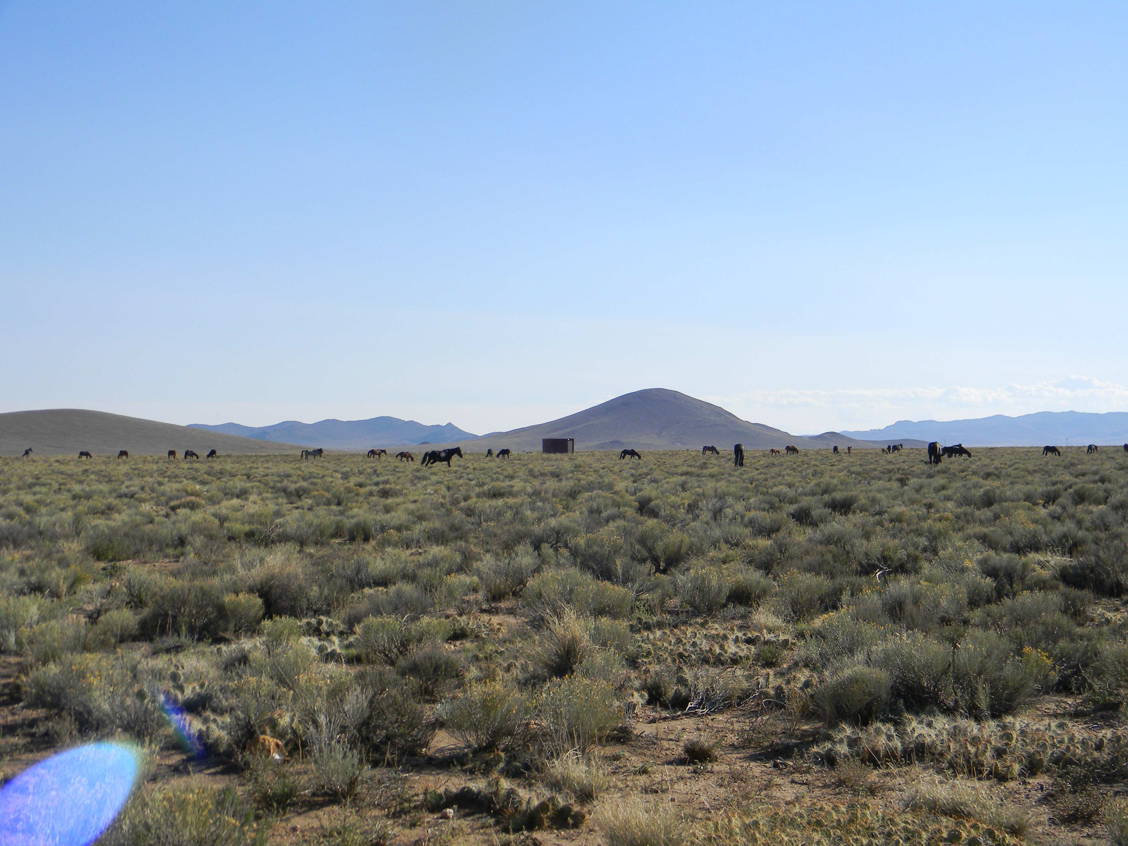 View of our backyard, often visited by the local wild mustang bands or neighborhood cows. 