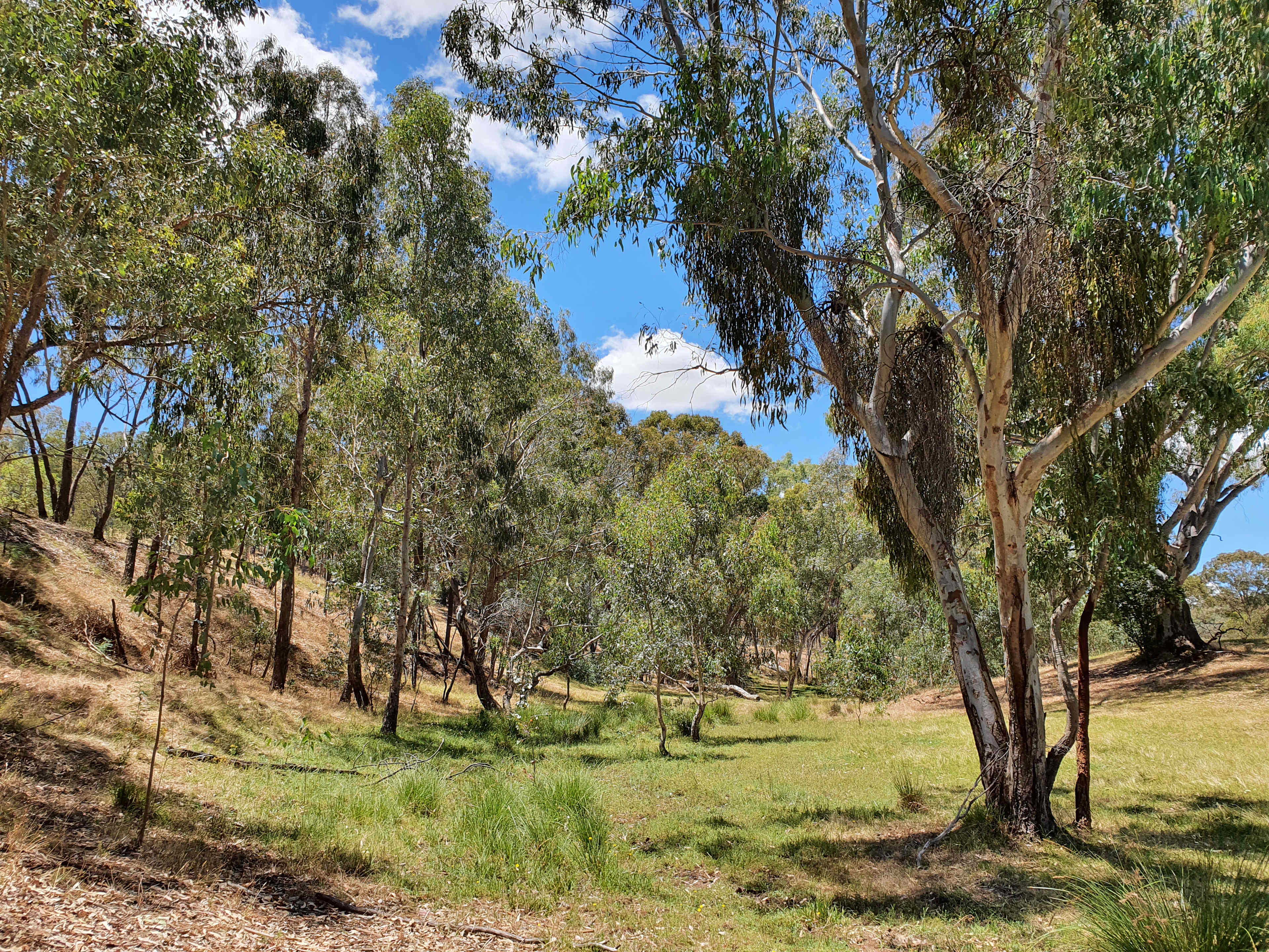 The gully, Site #2, is green and cool on a hot summer's day.