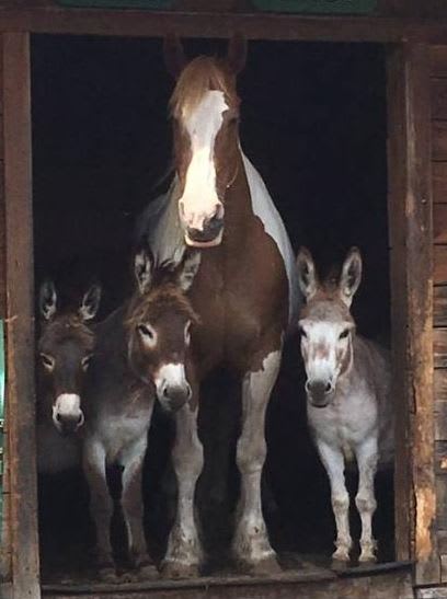 Doll our paint draft Horse she is the oldest, with several of our donkeys