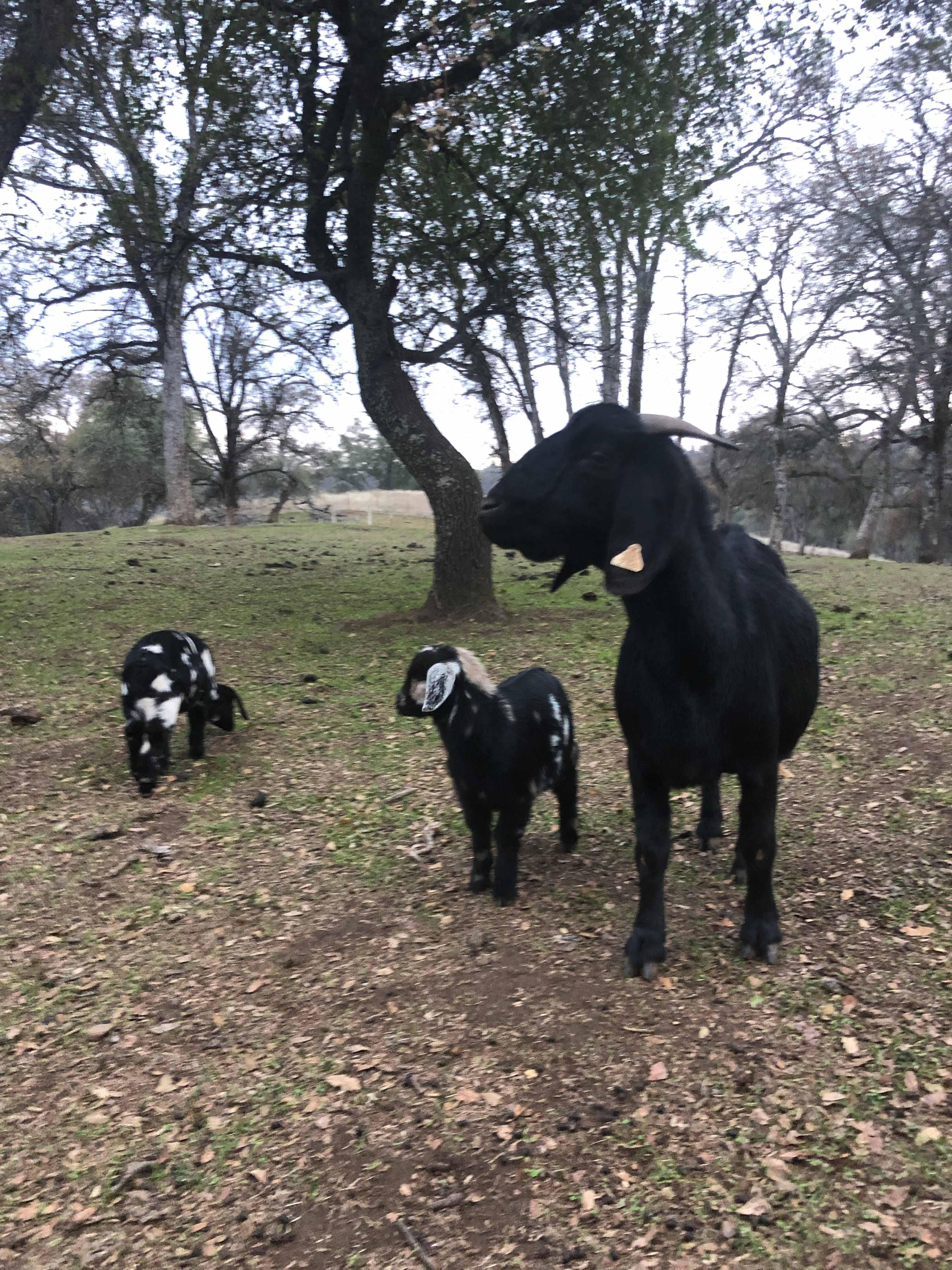 Ascension Ranch
