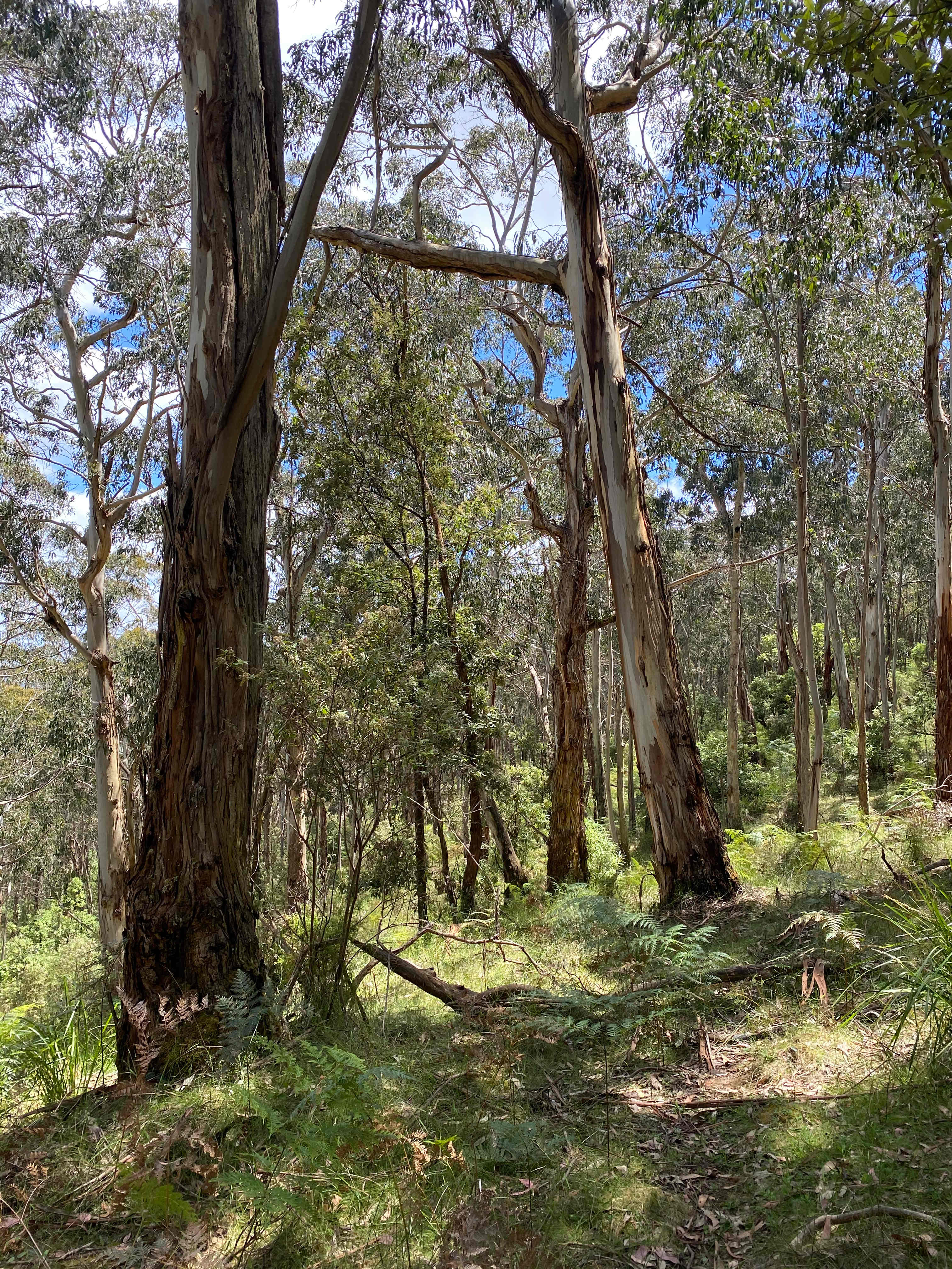 Secluded Otways Forest Camp