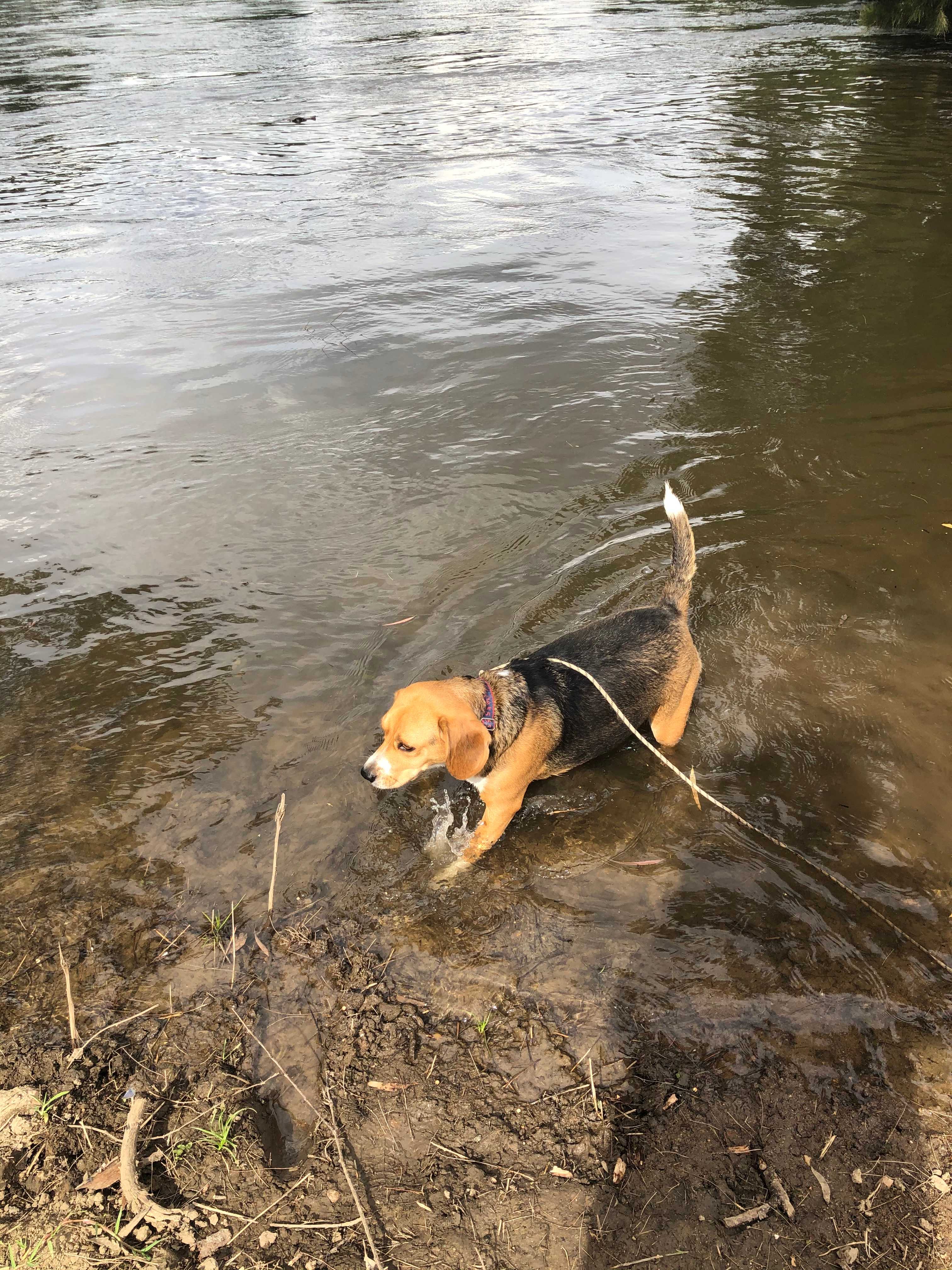 A dip in the Murrumbidgee 