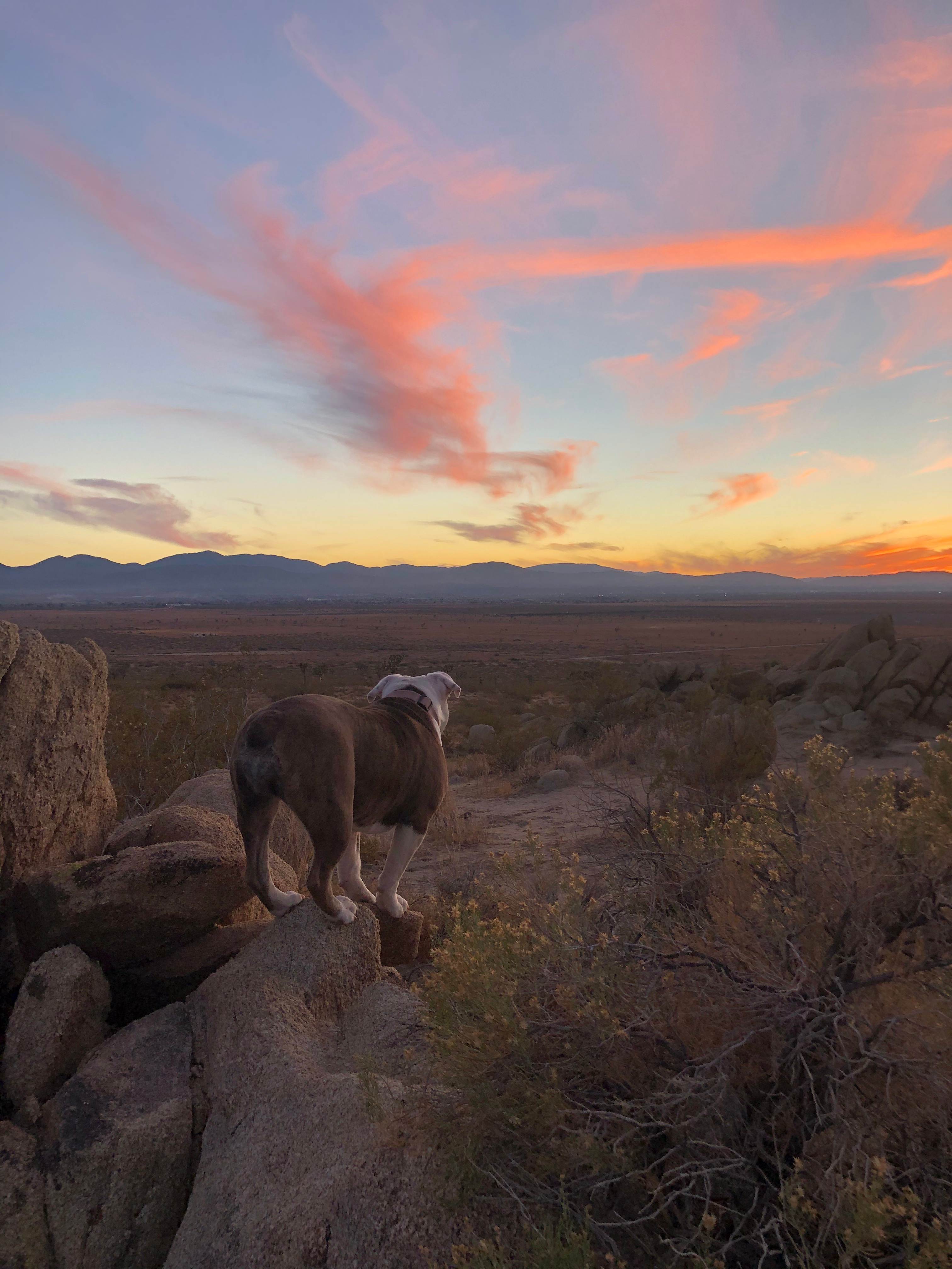 Antelope Valley Camp Site