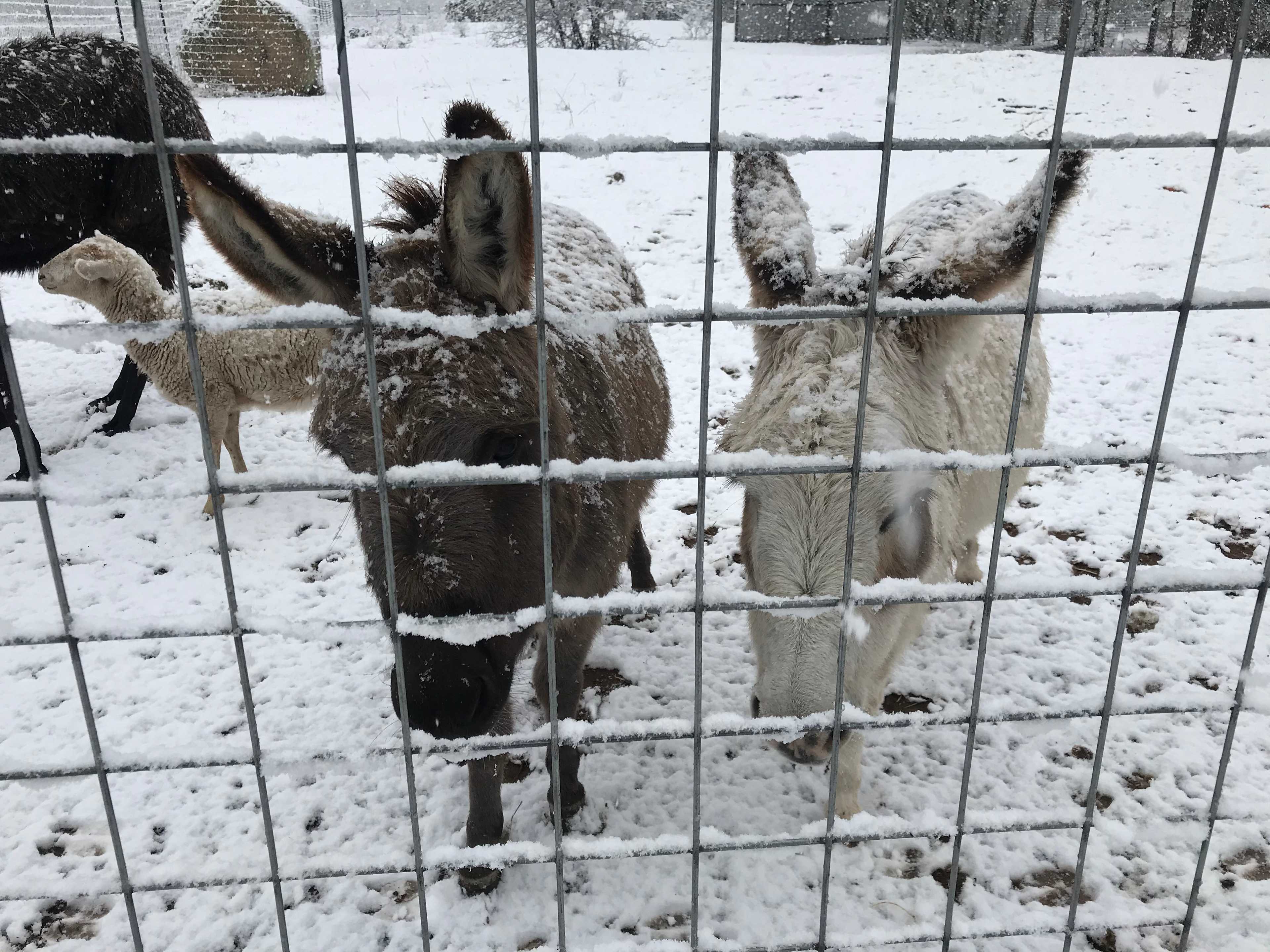 Dennis and Sugar made a snowman!