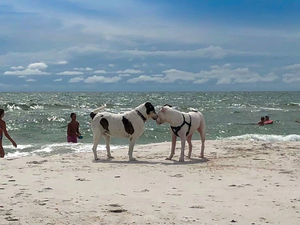 Escape to the Cape RV