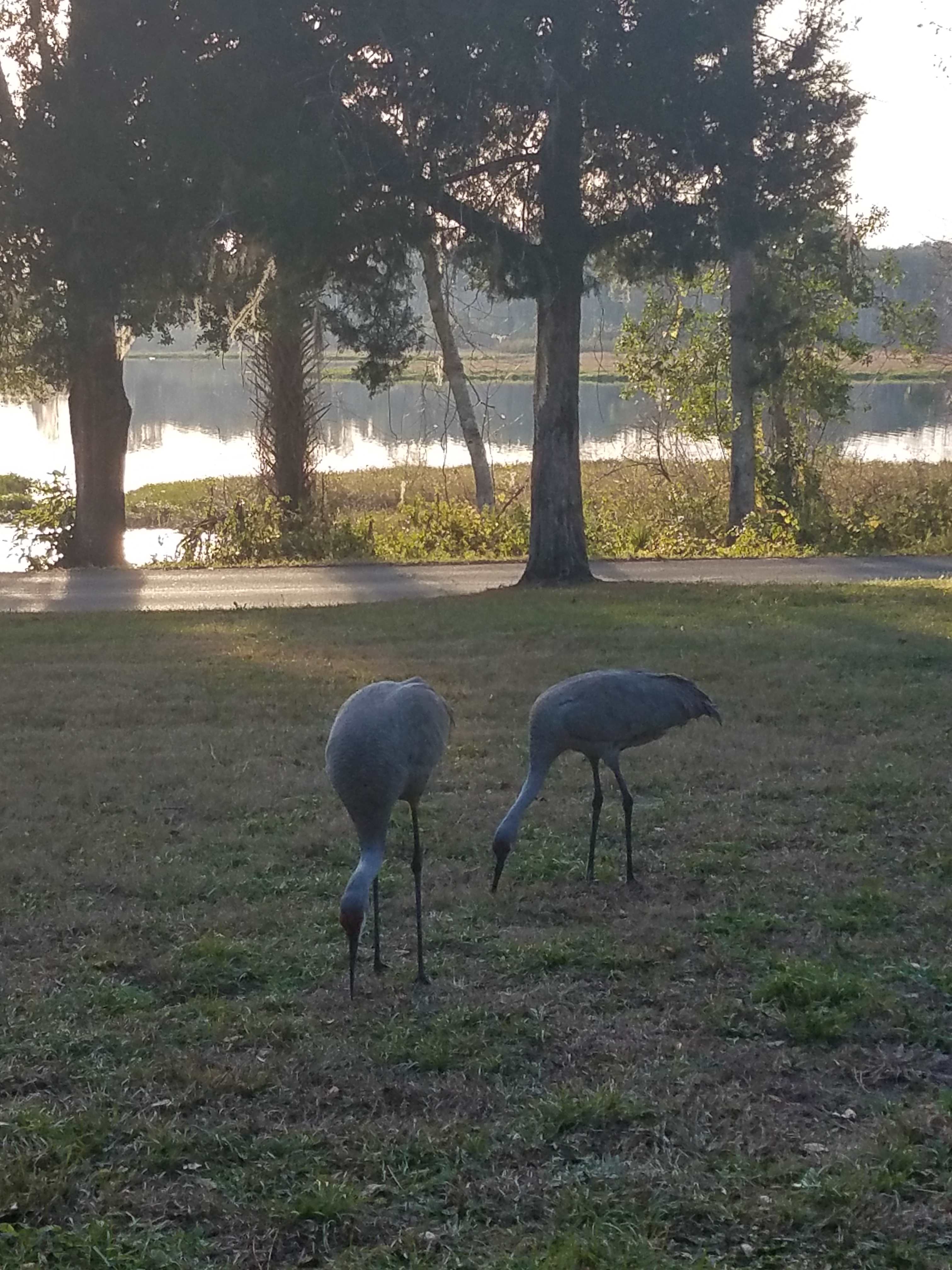 Natural wildlife