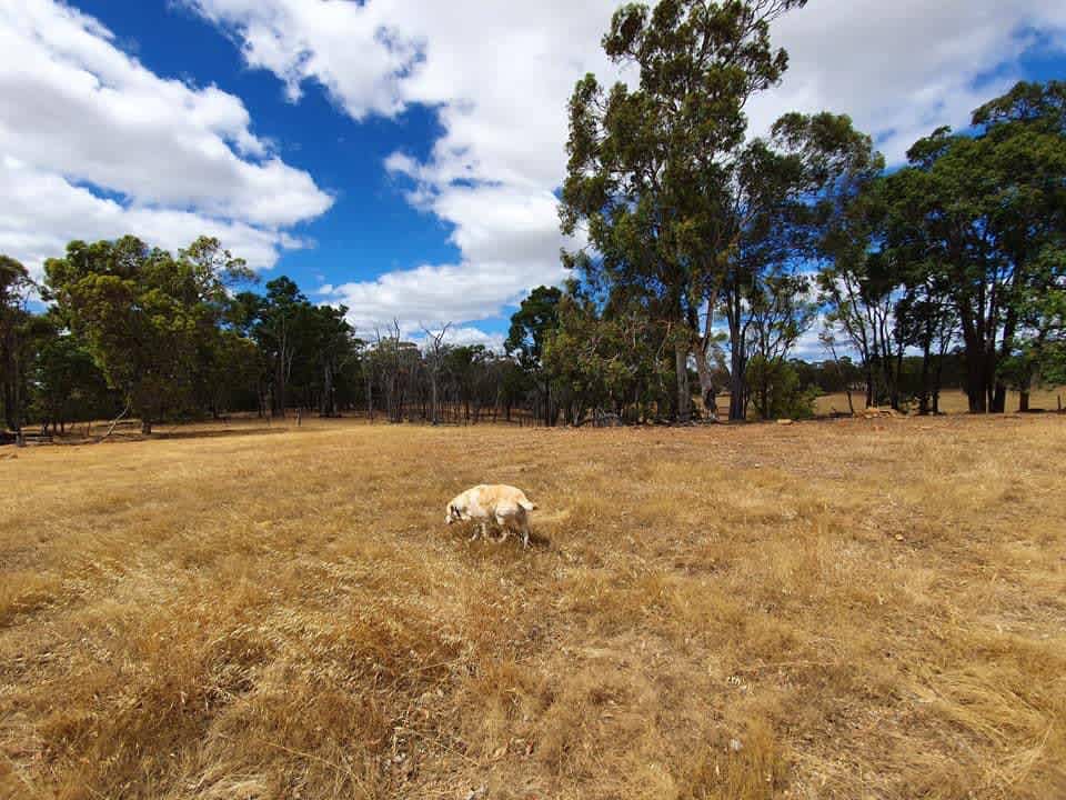 Pinegrove Camping