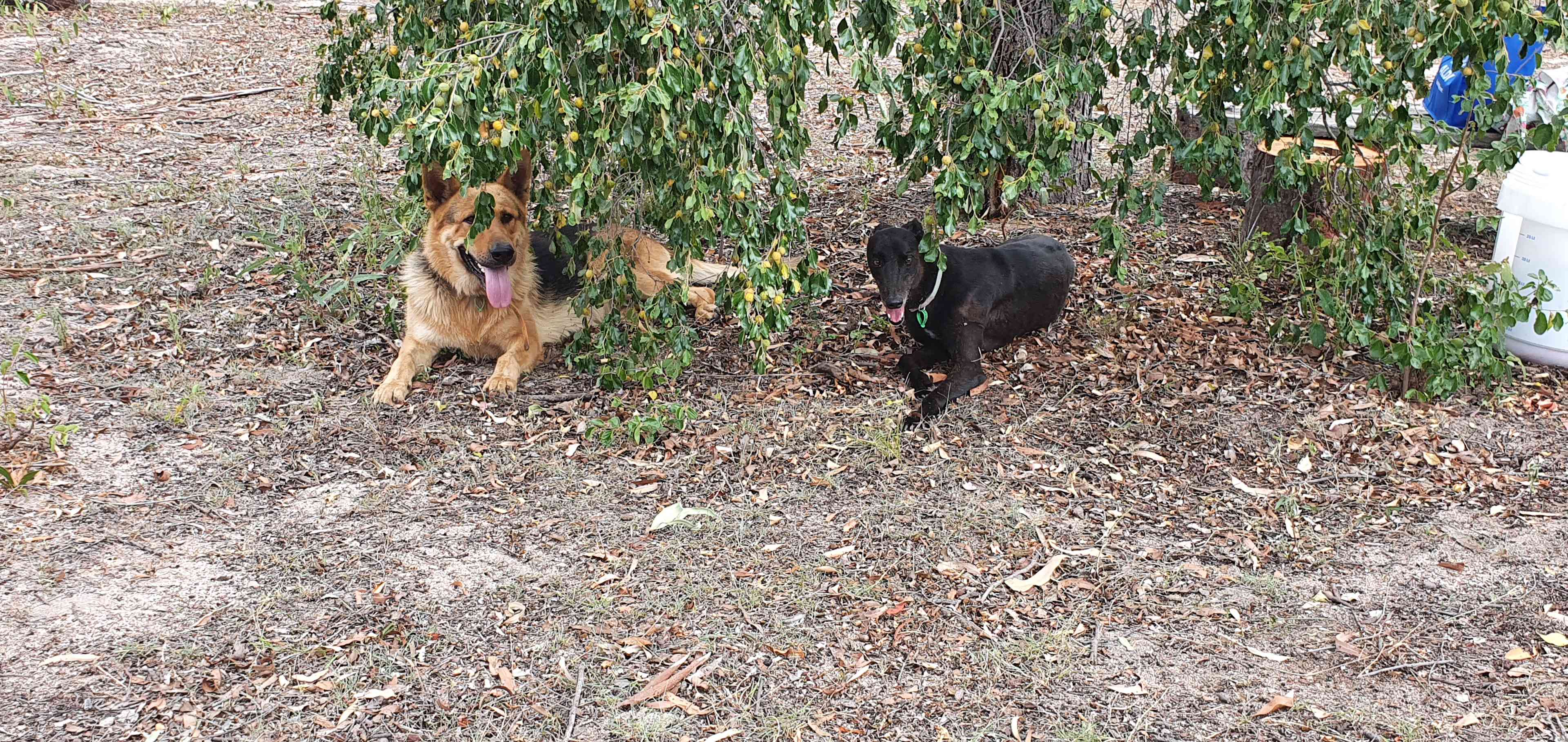 Happy dogs on camp