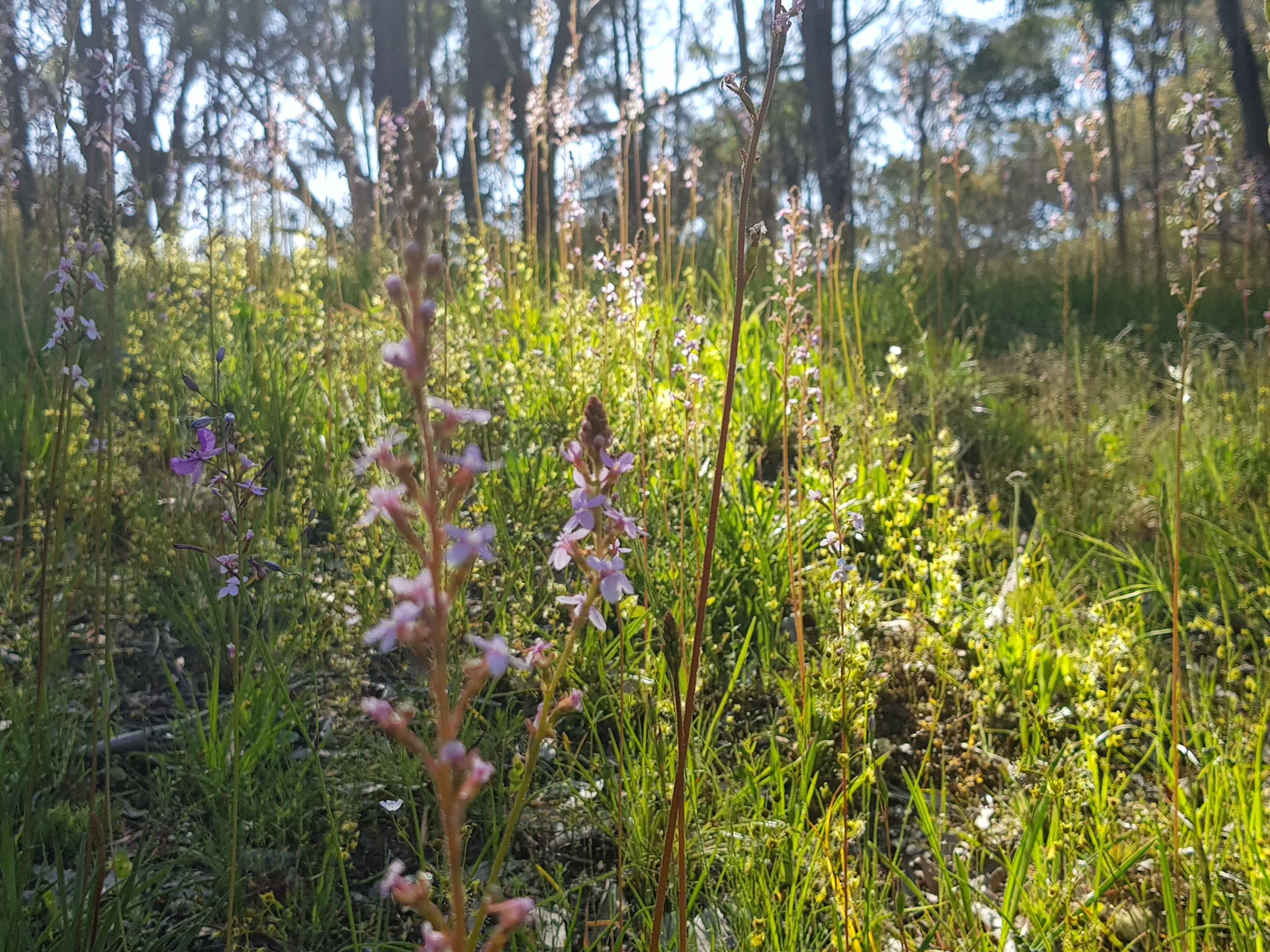 The wildflowers in November