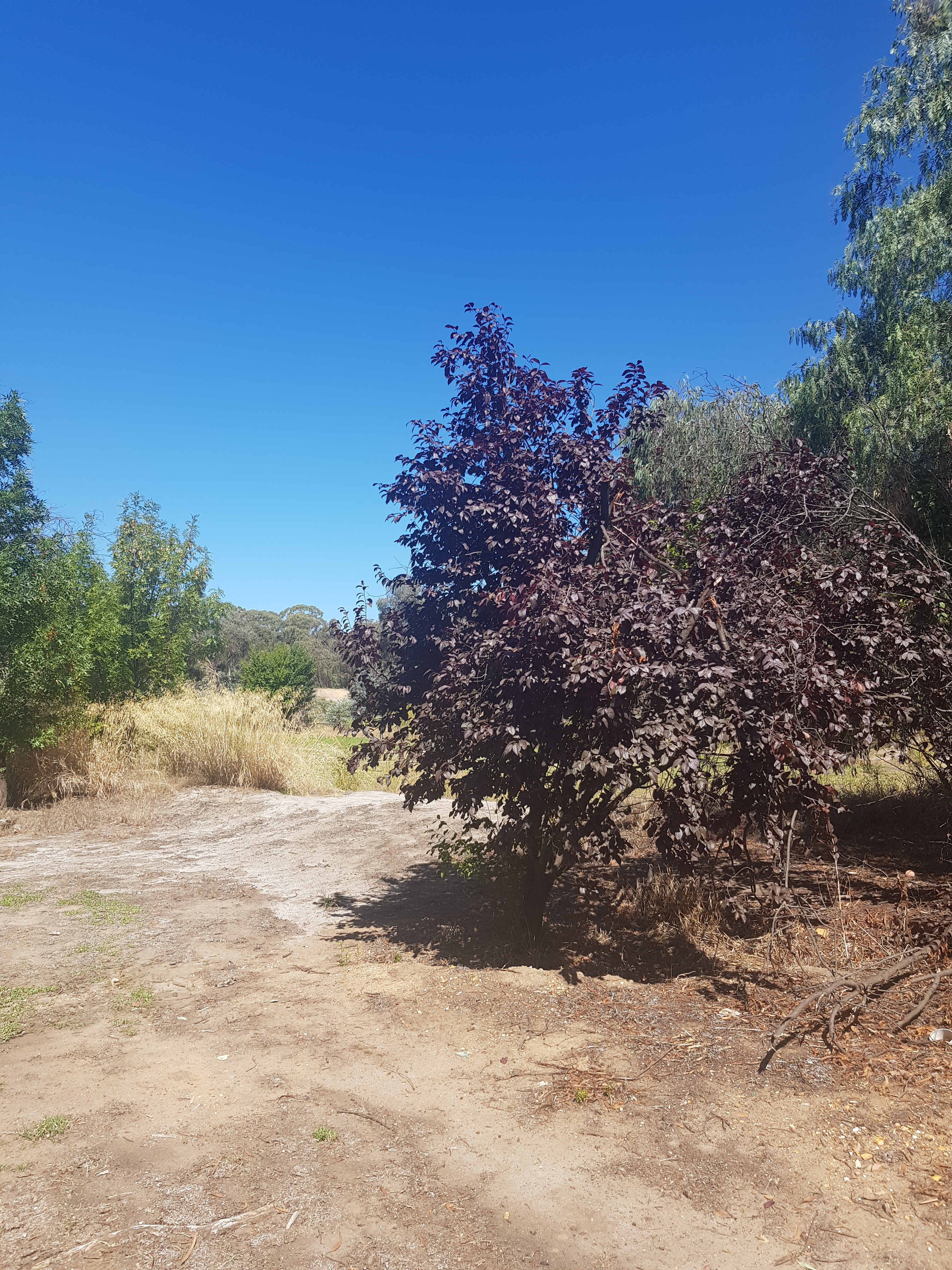 More shade and cool breezes