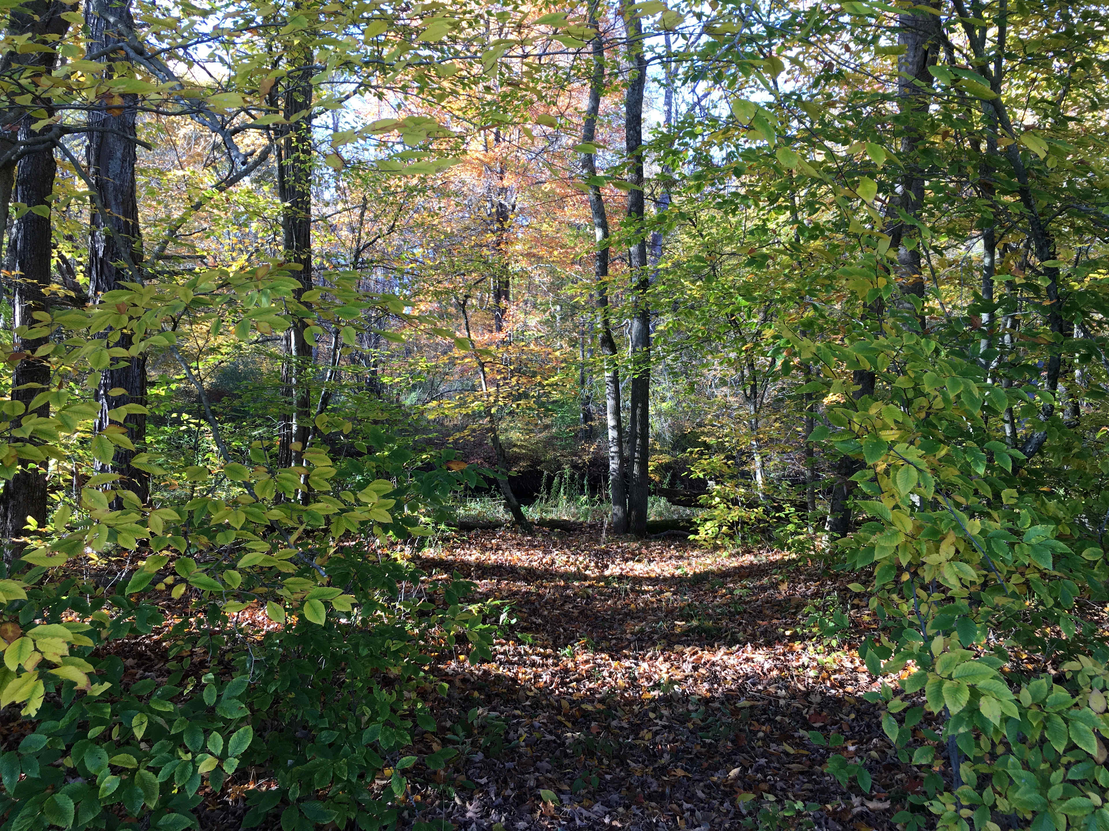 Camping along the Dyberry Creek