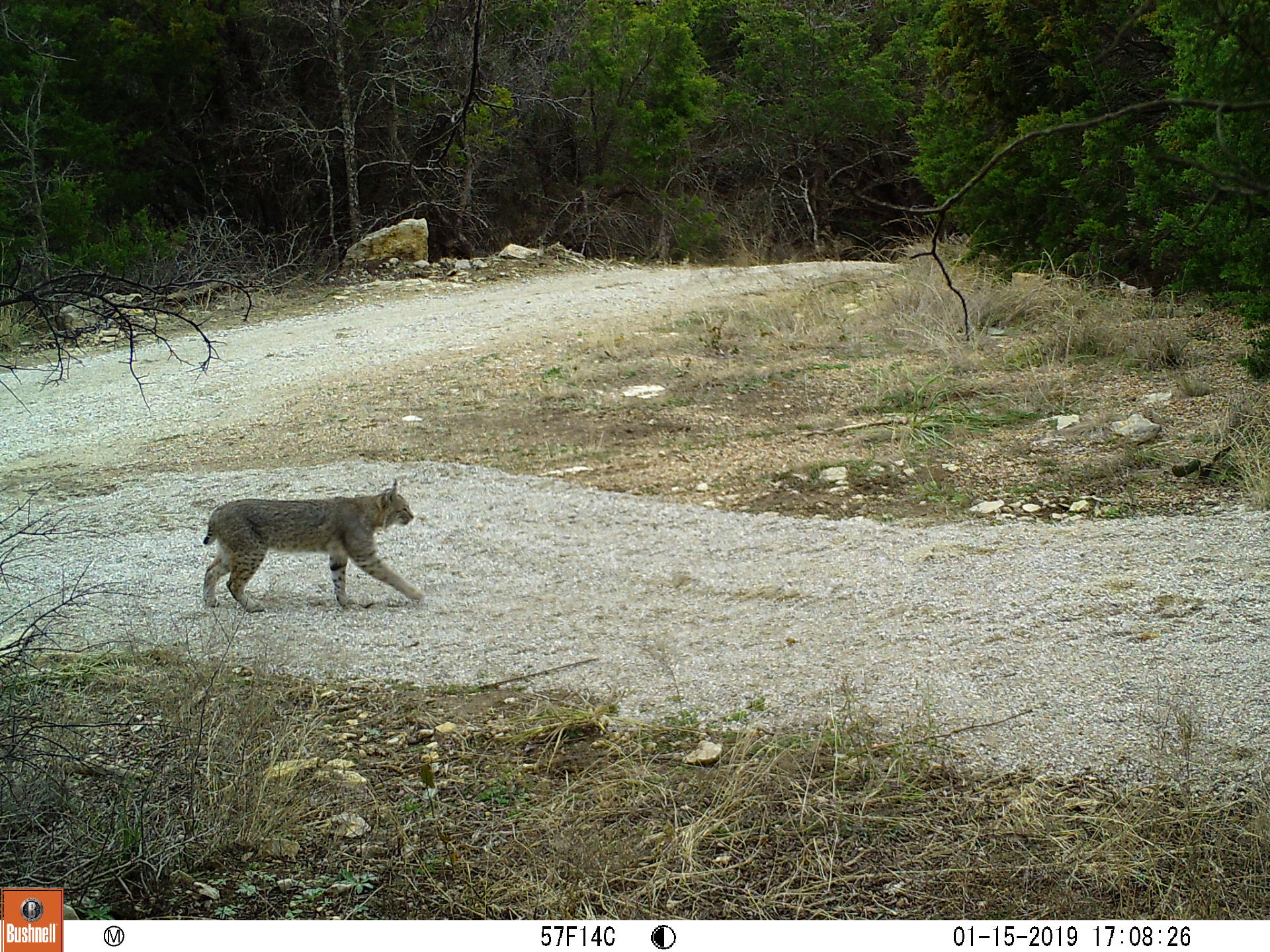 Lots of wildlife to view.